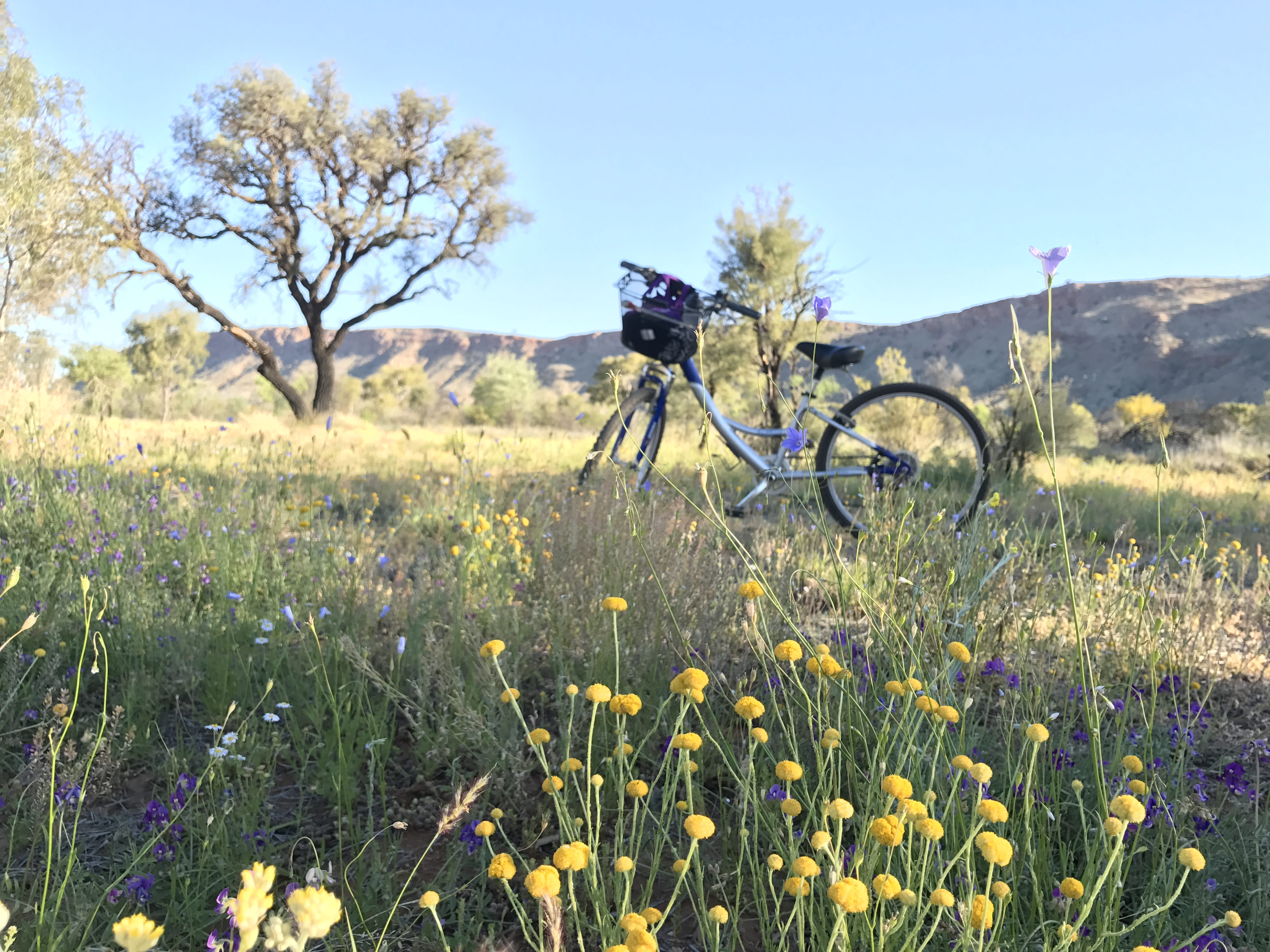 beauty in nature, tree, mode of transportation, cycling, australia, flowering plant, transportation, grass, field, no people, day, landscape, land vehicle, HD Wallpaper