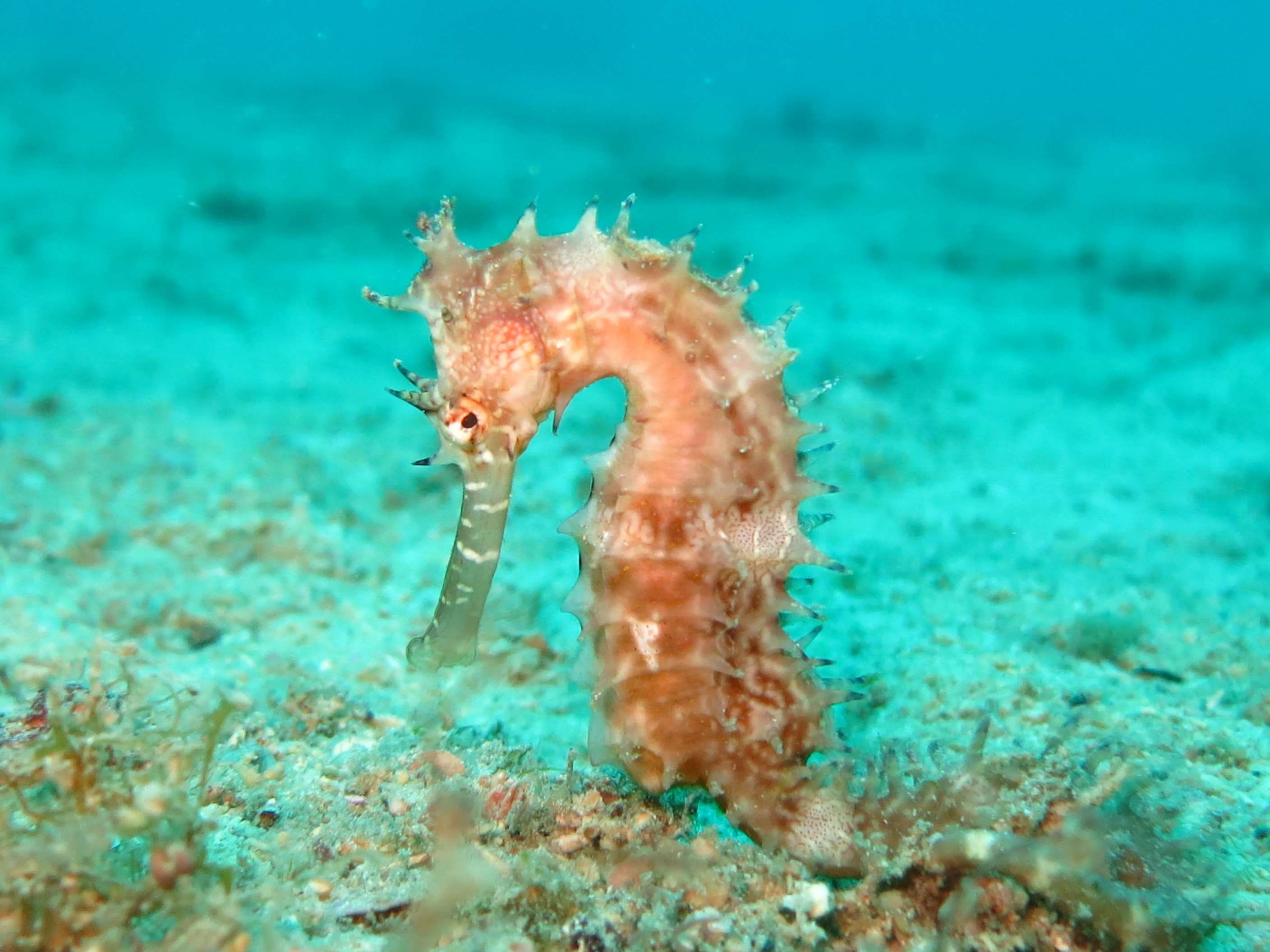 aqualung, outdoors, nature, undersea, aquarium, animal themes, sea horse, ocean, no people, scuba, 2K, dive, sea life, seahorse, wild, vertebrate, scuba diving, HD Wallpaper