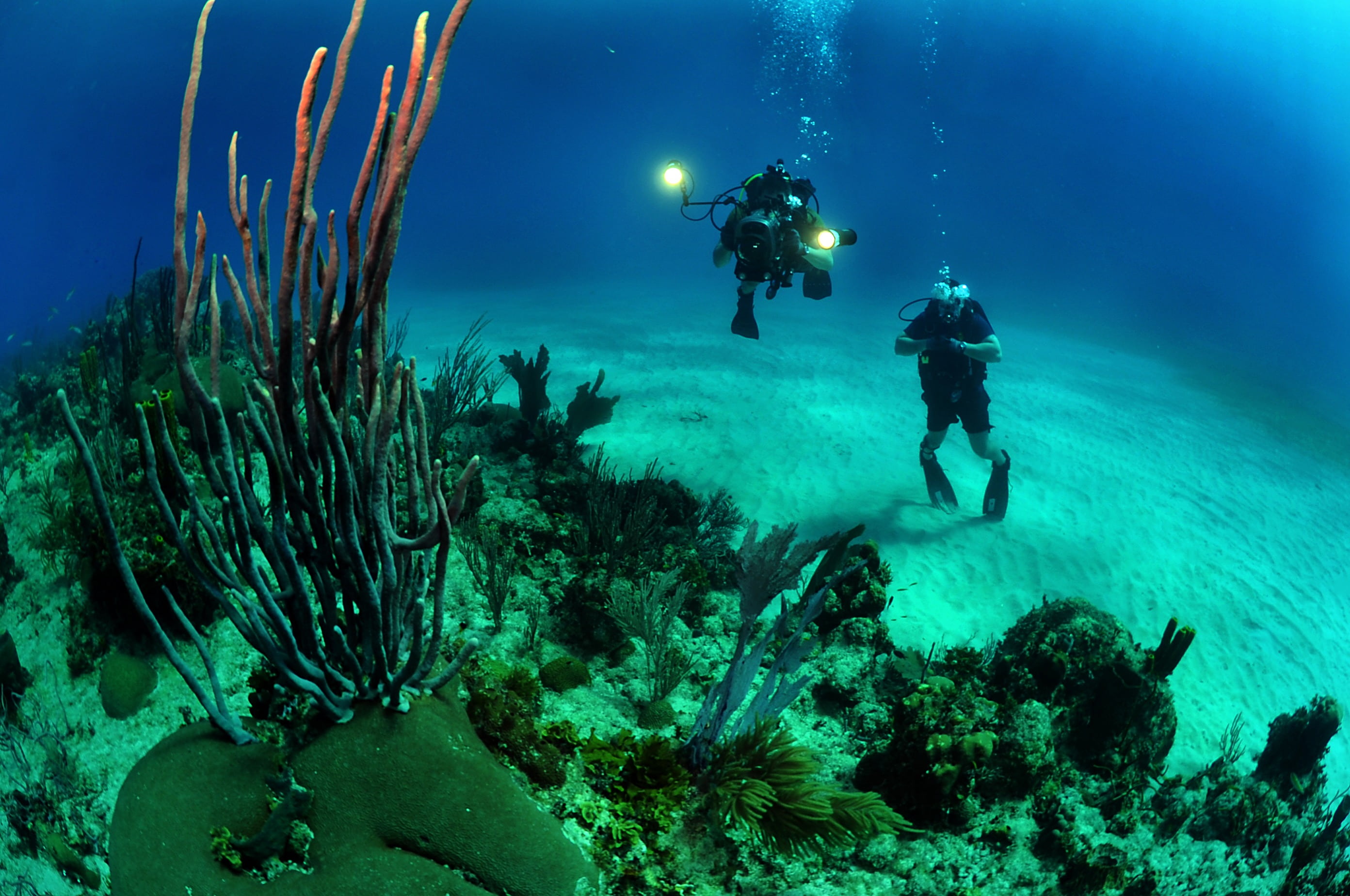 adventure, undersea, excitement, scuba Diving, animal wildlife, invertebrate, beautiful, 2K, underwater, photo, water, divers, lights, fish, marine, camera, HD Wallpaper