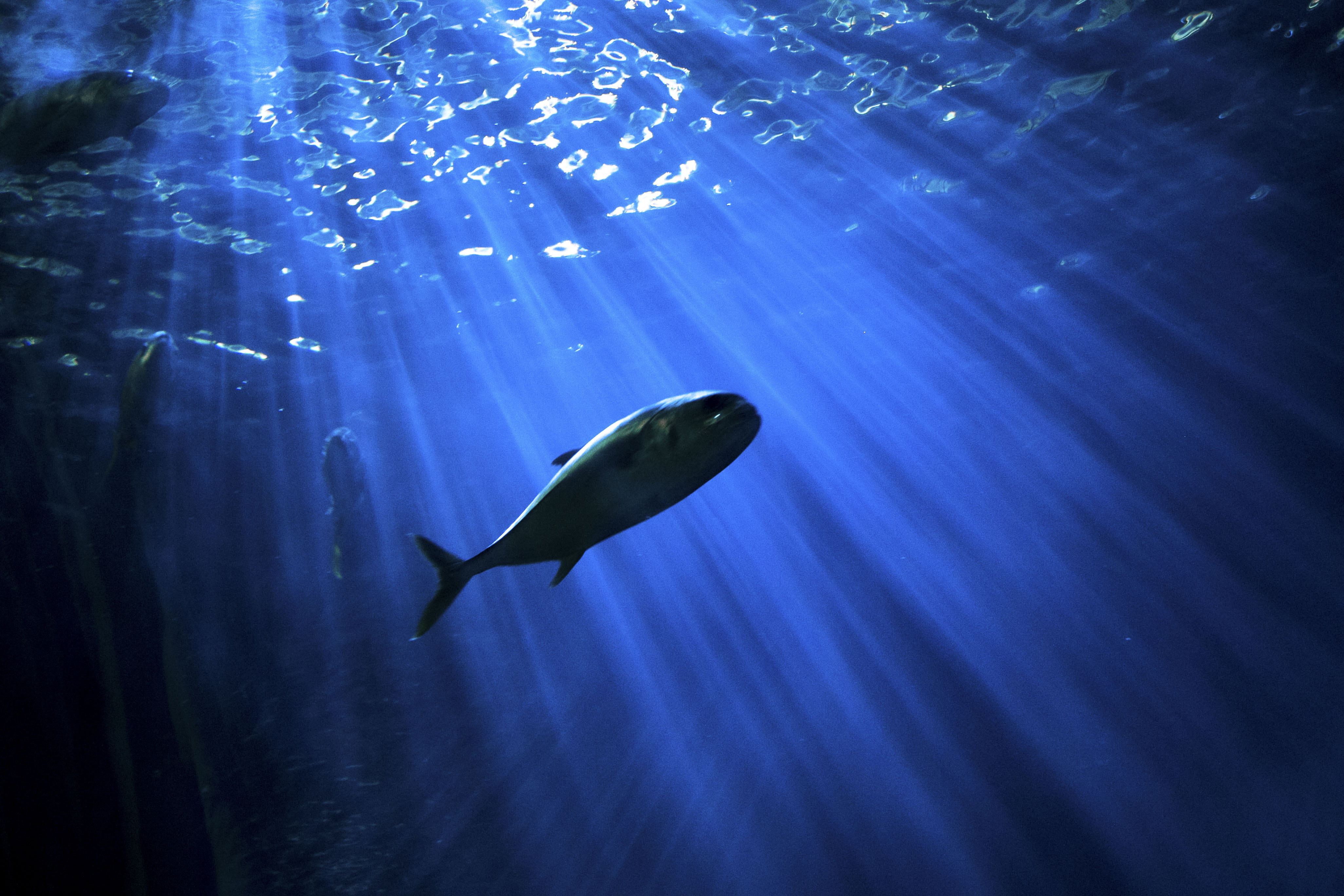 animal, white, sea, nature, animal wildlife, sunbeam, scuba Diving, vertebrate, animals in the wild, underwater, sea Life, swimming, marine, wildlife, shot, HD Wallpaper