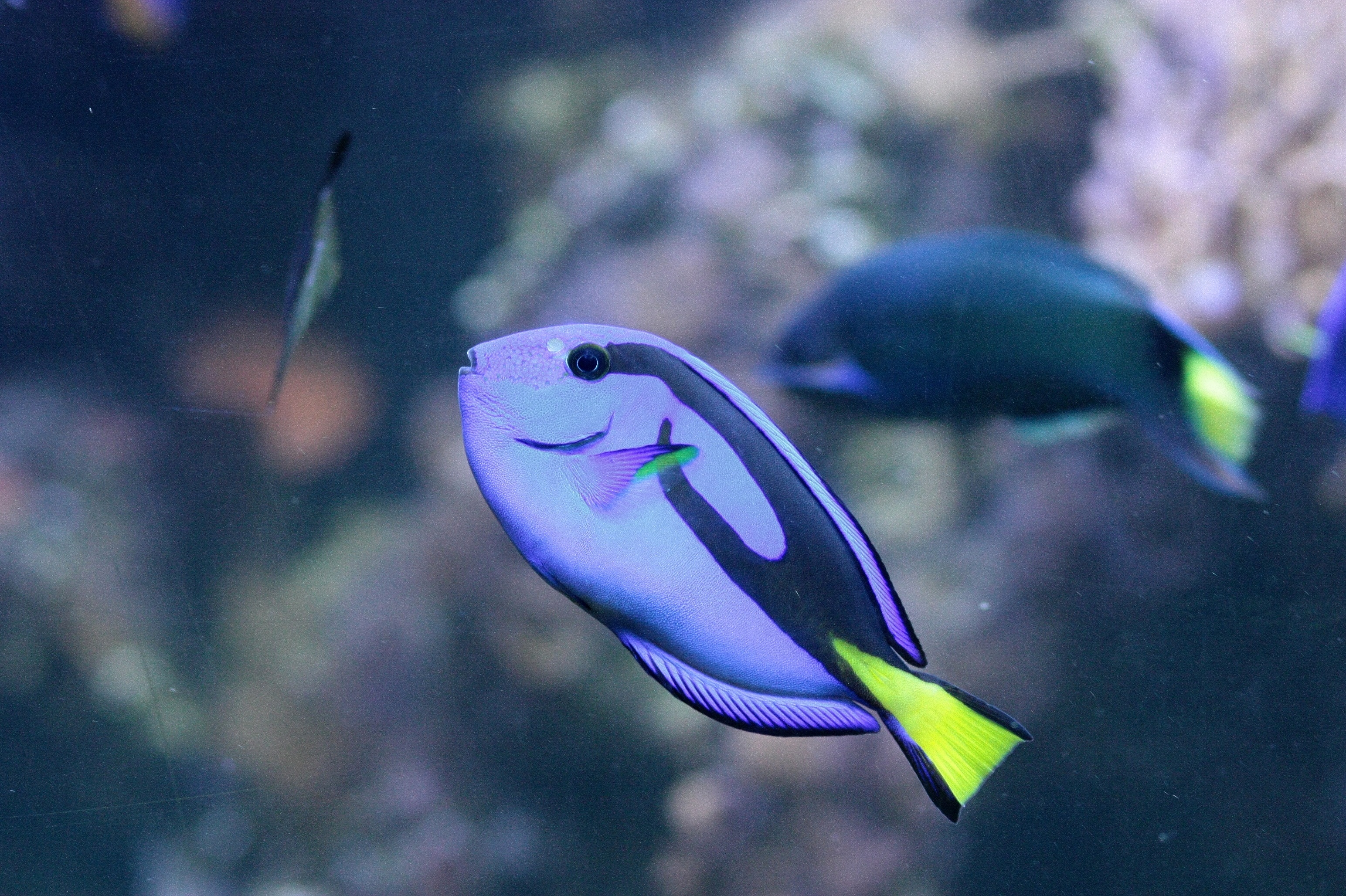 tropical Climate, exotic, no people, one animal, fish, underwater, undersea, over, animals in captivity, tank, coral, close-up, vertebrate, blue, purple, HD Wallpaper