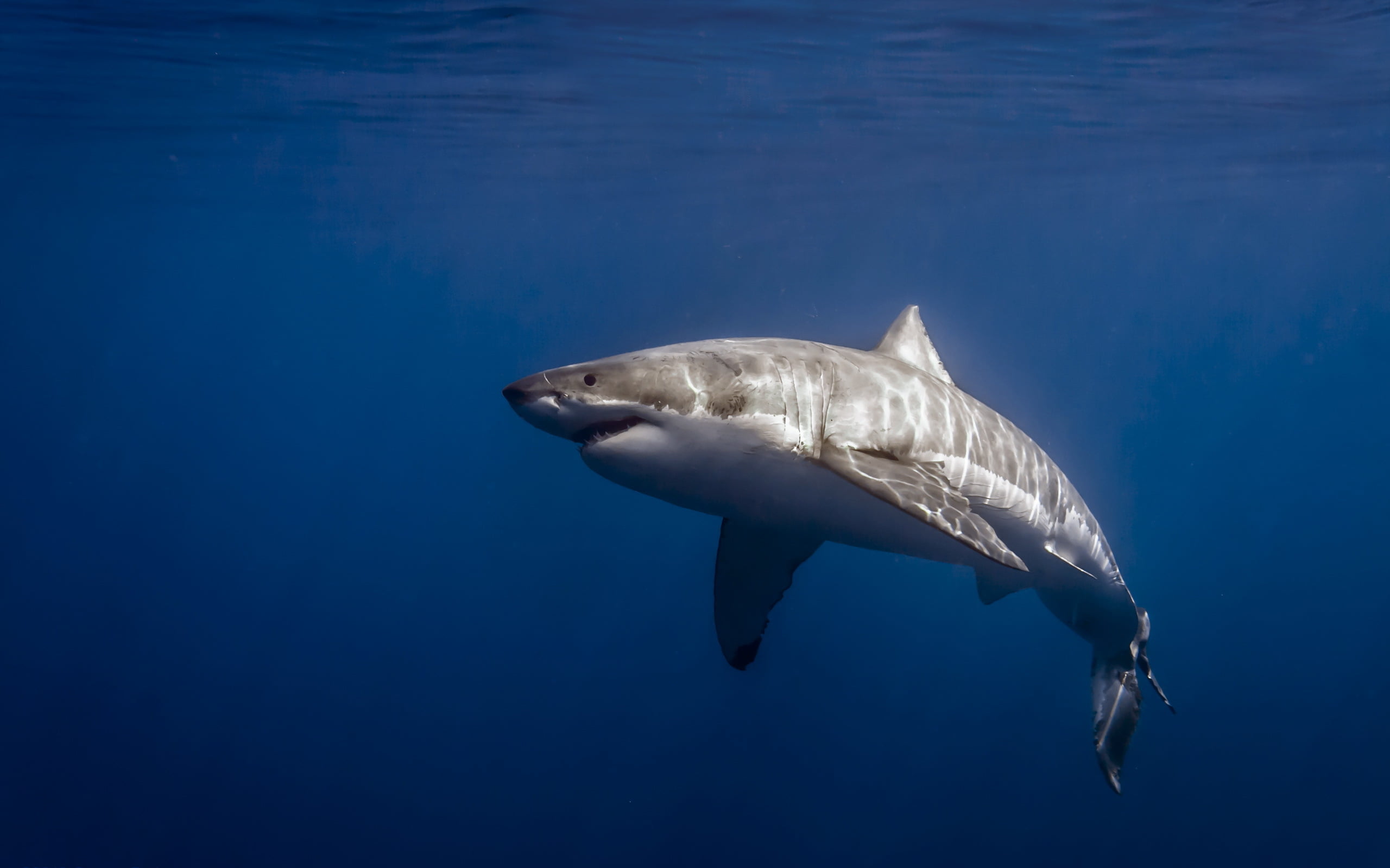 vertebrate, 2K, Carcharodon carcharias, Isla de Guadalupe, animals in the wild, underwater, one animal, sea life, nature, no people, swimming, blue, Mexico, HD Wallpaper