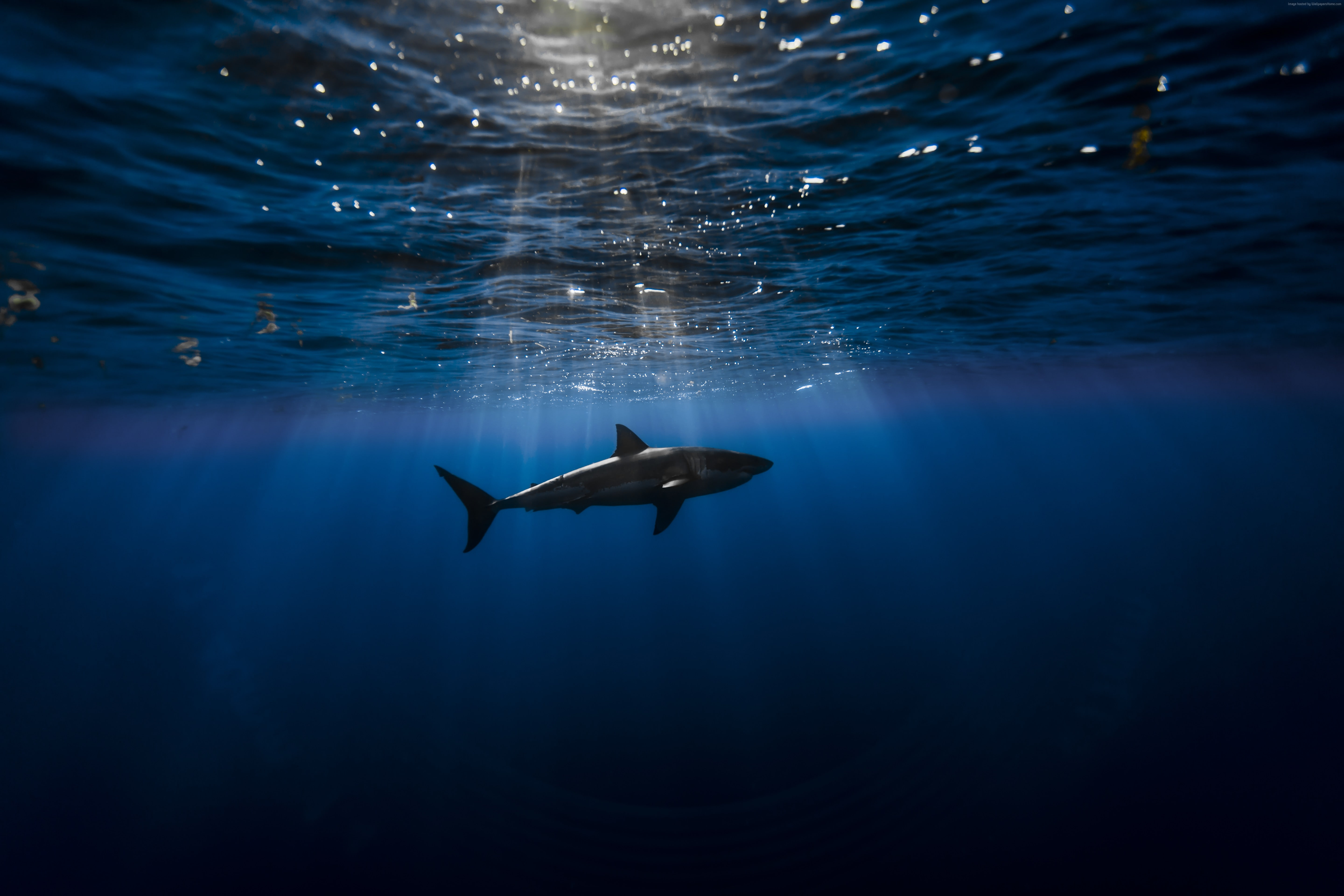 Shark, outdoors, fish, one animal, animals in the wild, swimming, marine, dolphin, vertebrate, underwater, animal wildlife, animal, Best Diving Sites, Atlantic ocean, HD Wallpaper