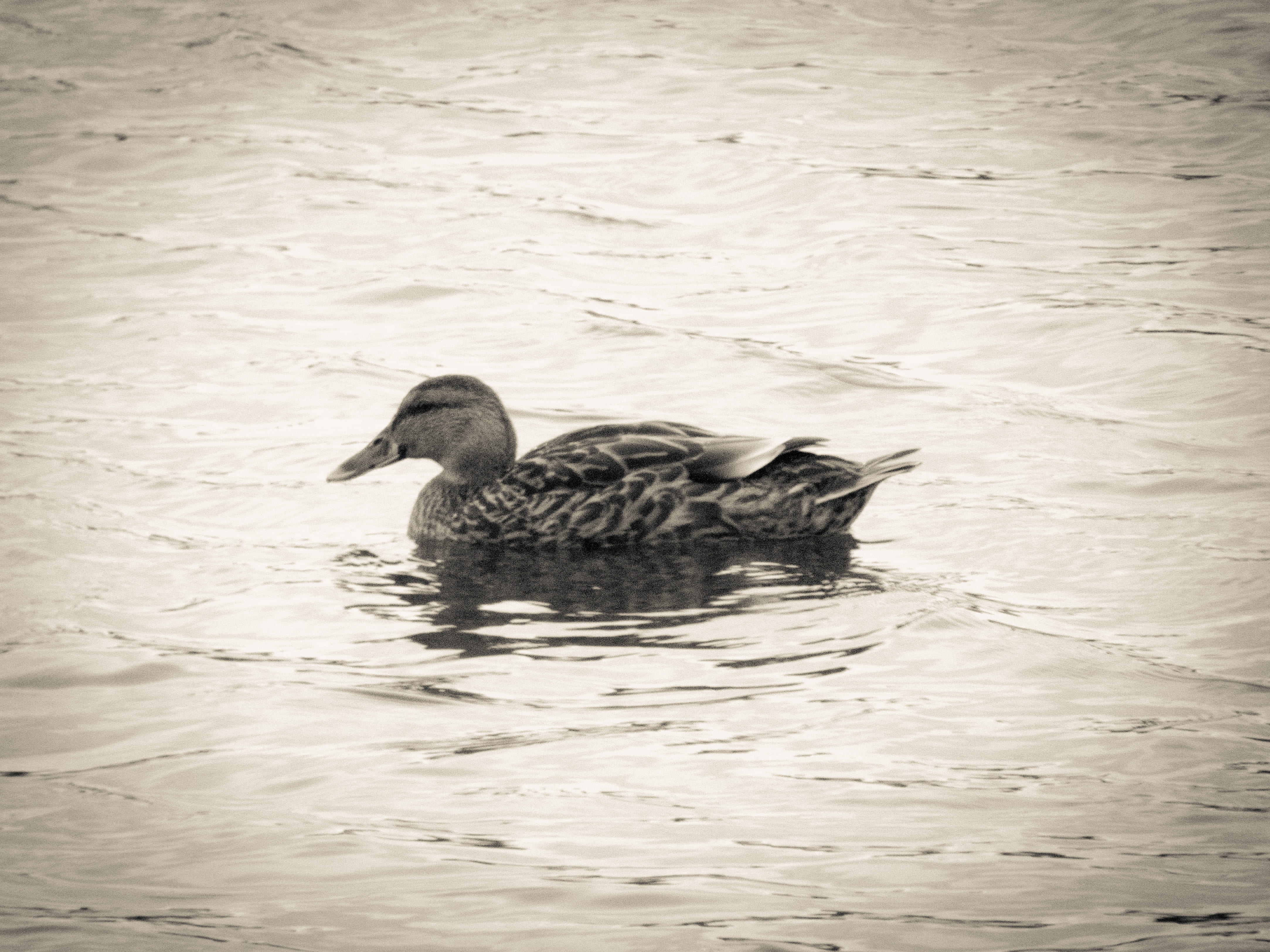 black and white, bird, animals in the wild, waterfront, animal family, day, swimming, 4K, nature, rippled, water bird, lake, one animal, animal, floating on water, HD Wallpaper
