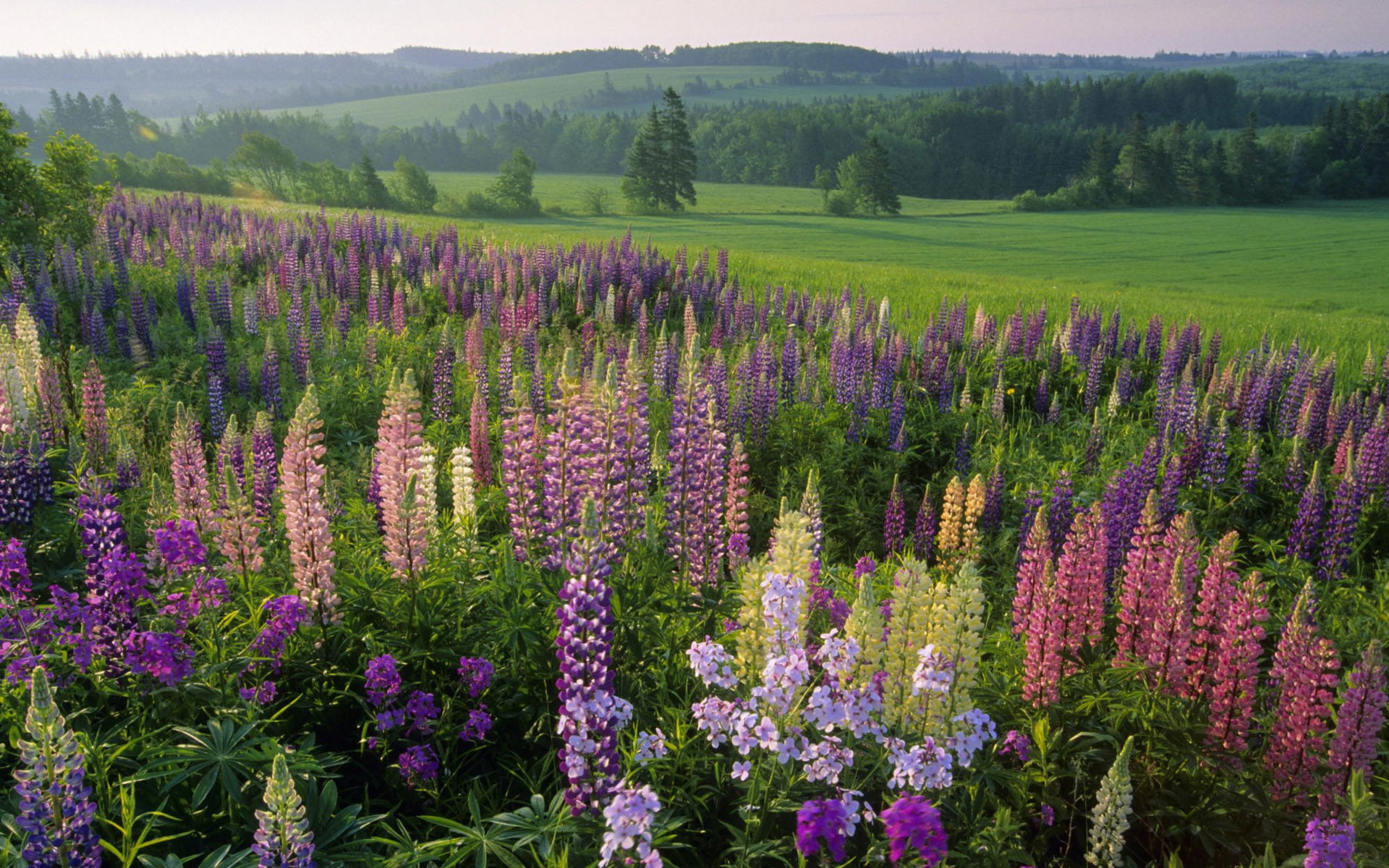 Flower, Prince Edward Island, Flowers, Canada, 1080P, HD Wallpaper