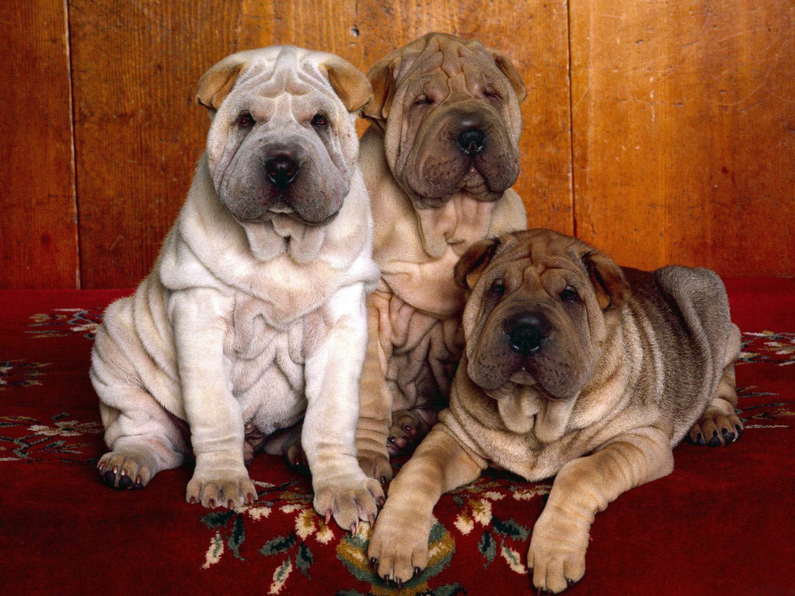 puppies, brown, obedience, 720P, adult, friendship, sitting, hair, bulldog, wrinkled, dog, animal themes, canine, outdoors, animal head, looking, indoors, HD Wallpaper