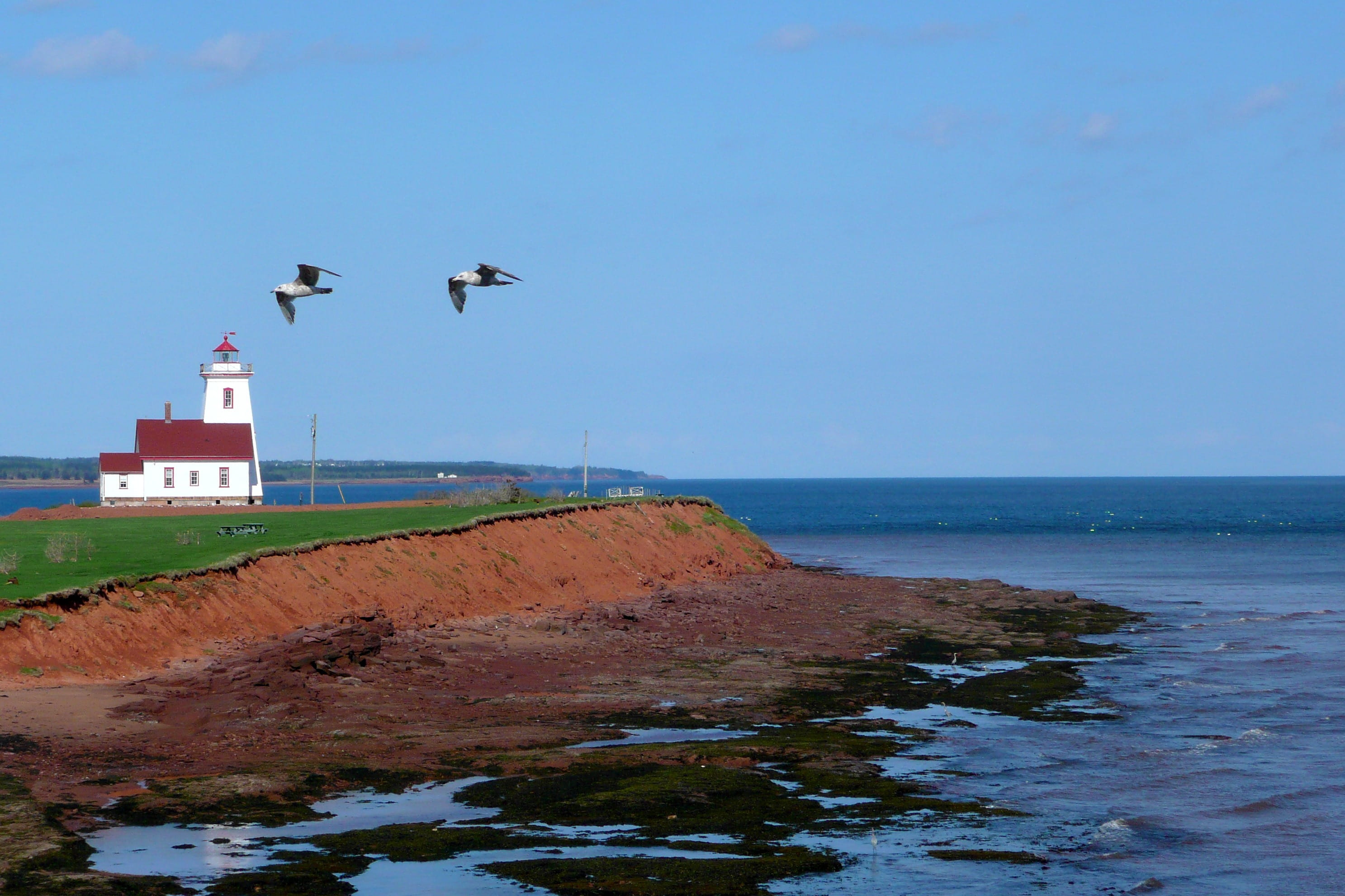 bird, water, Lighthouse, seagull, two, animal themes, landscape, Canada, flying, guidance, tower, red shoreline, animals in the wild, animal wildlife, building exterior, HD Wallpaper