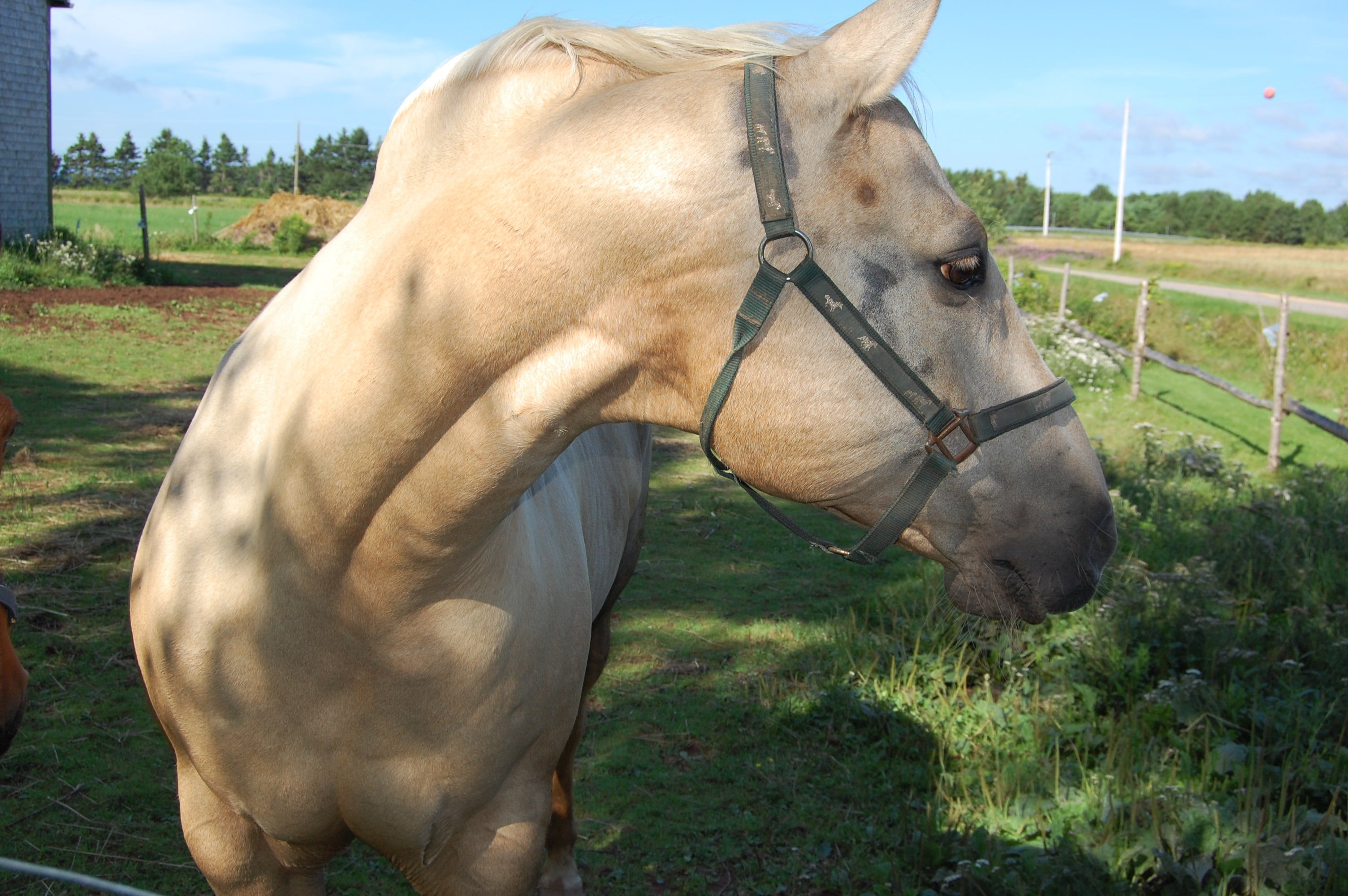 domestic, ranch, livestock, pets, mammal, canada, prince edward island, horse, field, 2K, nature, animal, plant, animal head, farm, domestic animals, day, HD Wallpaper