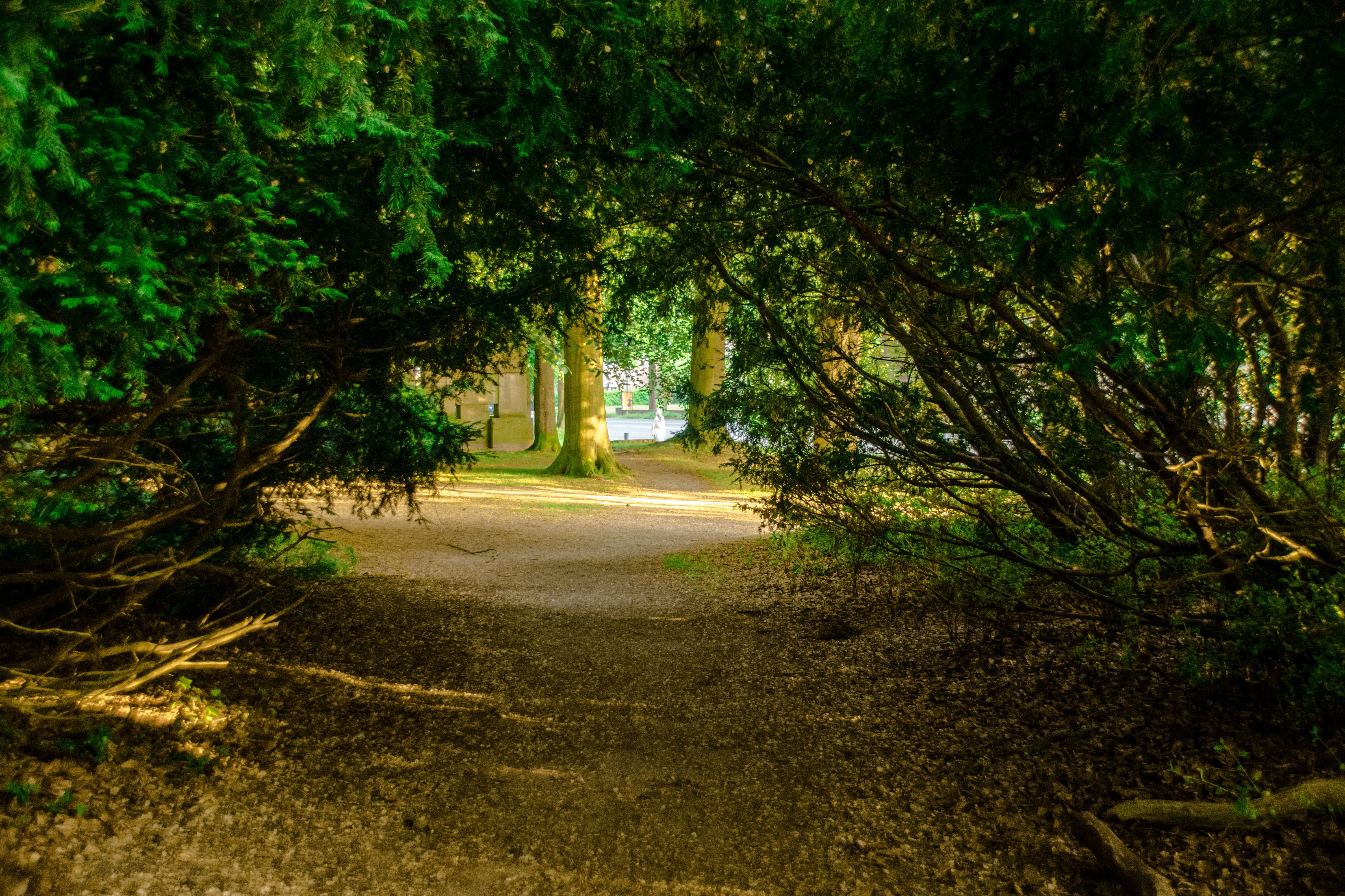 5K, footpath, tree canopy, diminishing perspective, landscape, Forest, foliage, Passageway, woodland, land, no people, outdoors, scenics - nature, tree, HD Wallpaper