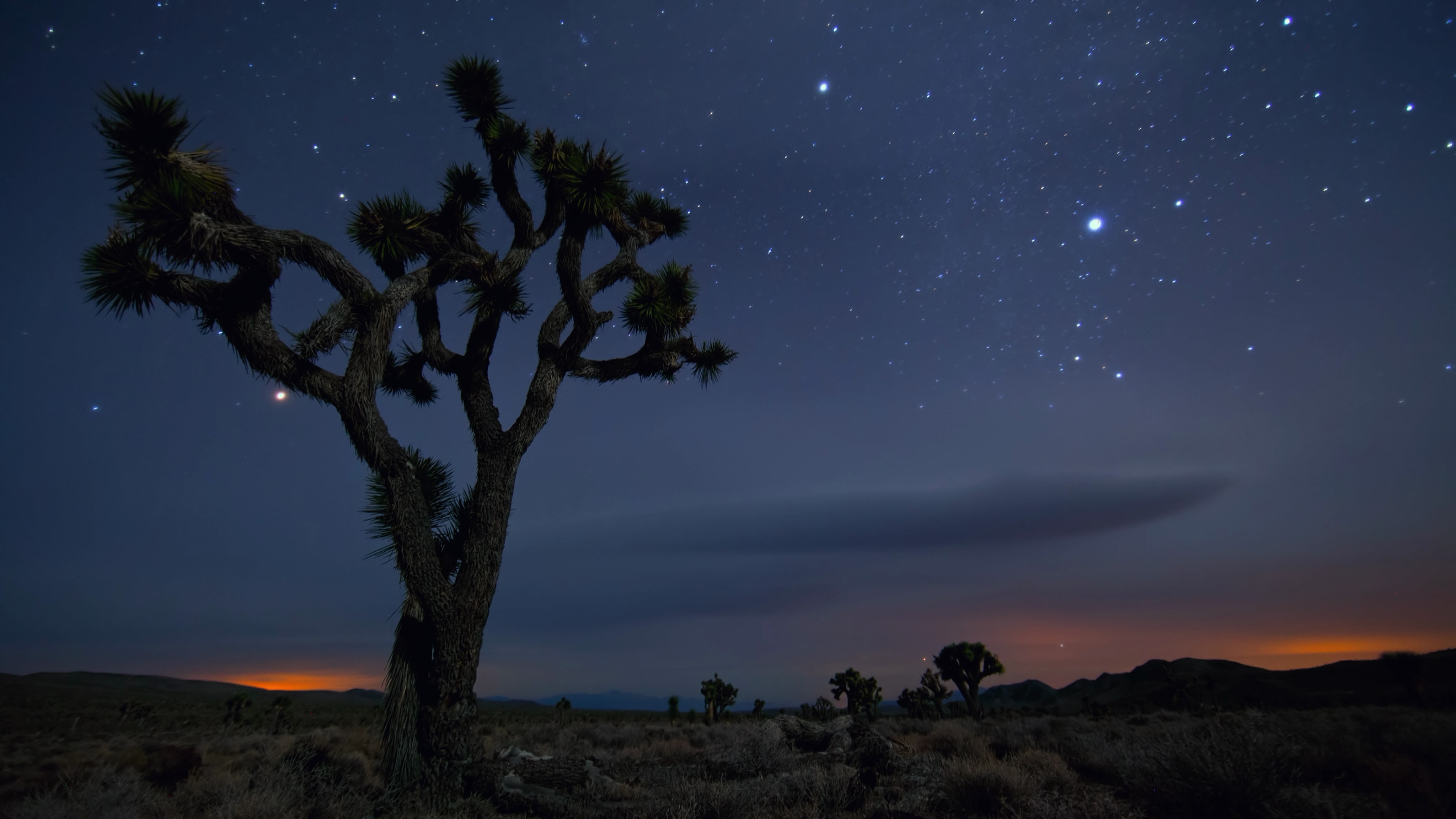 Joshua Tree National Park, outdoors, 4K, Mexico, USA, Tree, sky, tranquil scene, beauty in nature, non-urban scene, Stars, nature, growth, no people, Sand, HD Wallpaper