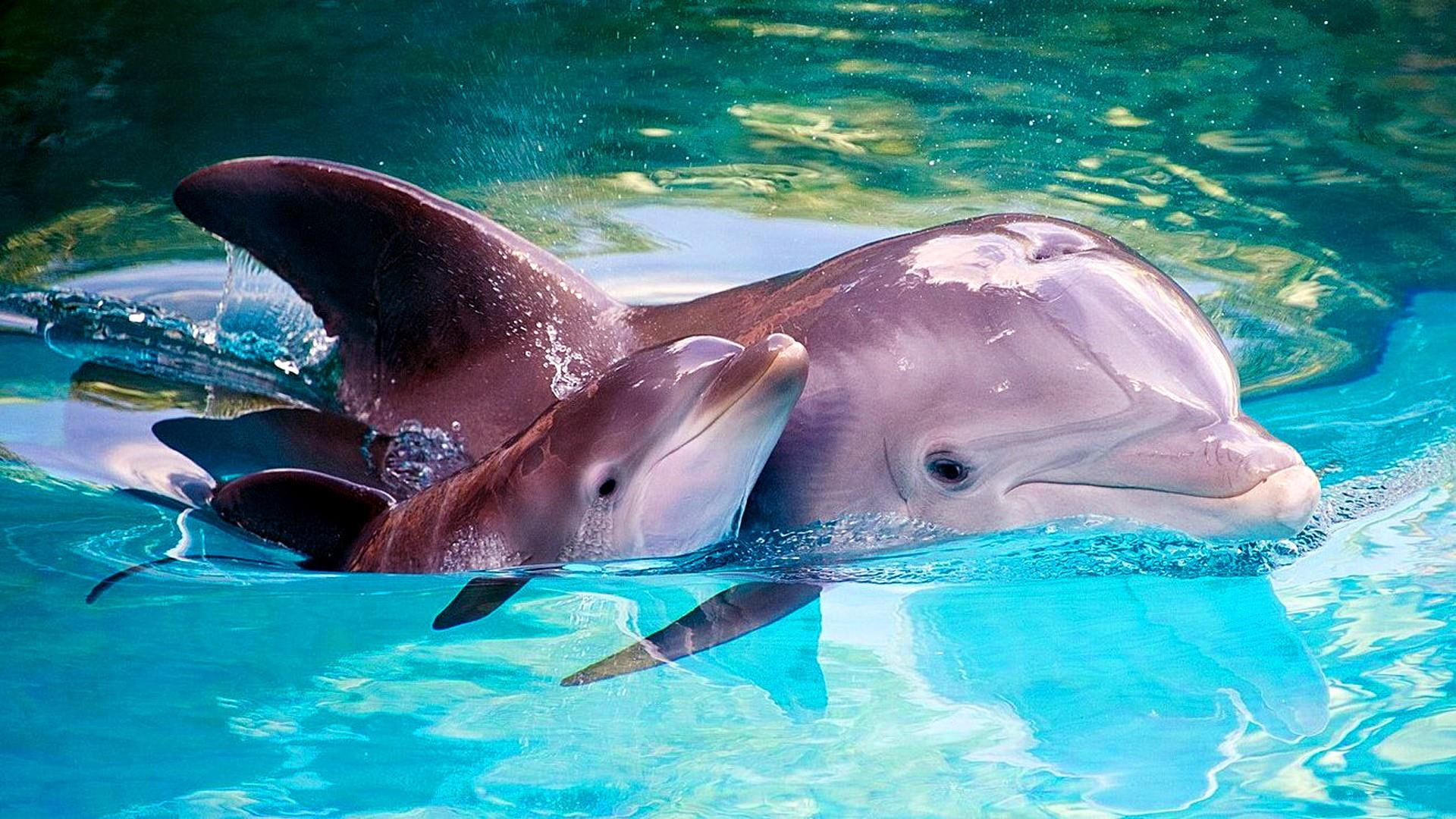 mother, sea, dolphin, hd, baby, 1080P, desktop, animals, HD Wallpaper