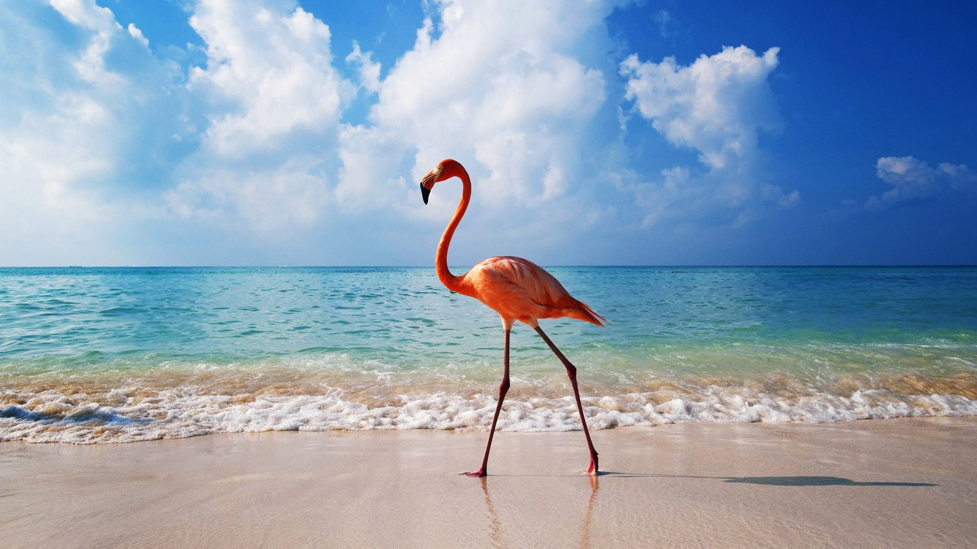  bird, 1080P, beach, sea, flamingo, HD Wallpaper