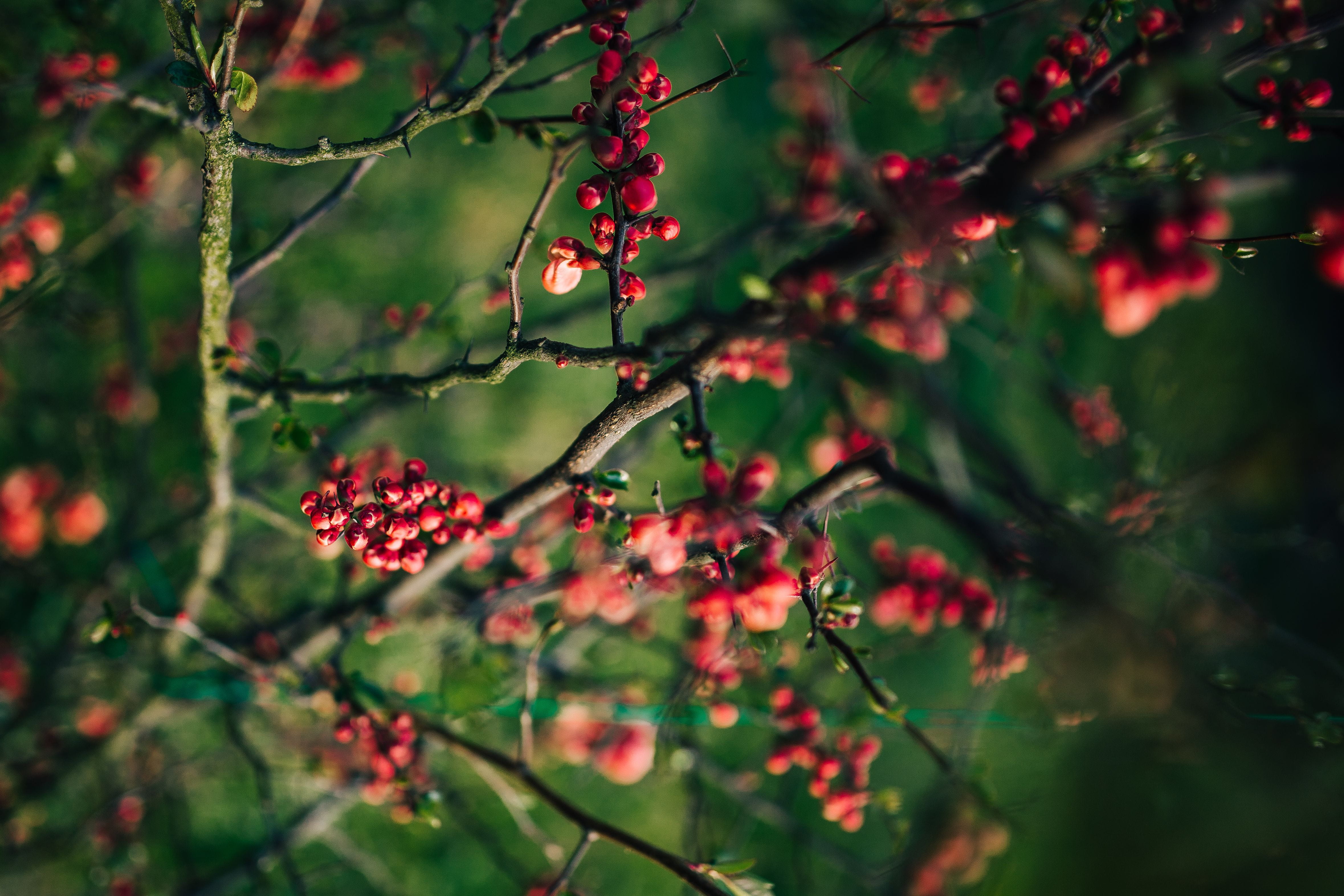 flowers, spring, freshness, rowan, selective focus, red, healthy eating, outdoors, leaves, buds, growth, no people, food, beauty in nature, twig, branches, HD Wallpaper