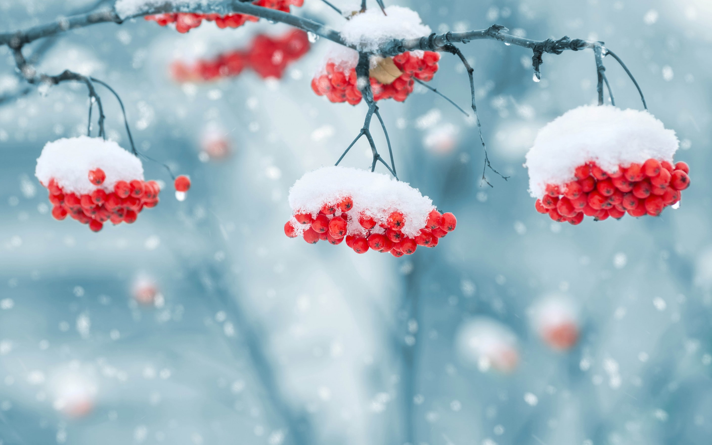 rowan berry, bokeh, 2K, mountain ash, flower, blur, round, snowflakes, mountain, beautiful, ash, background, red, berries, nature, HD Wallpaper