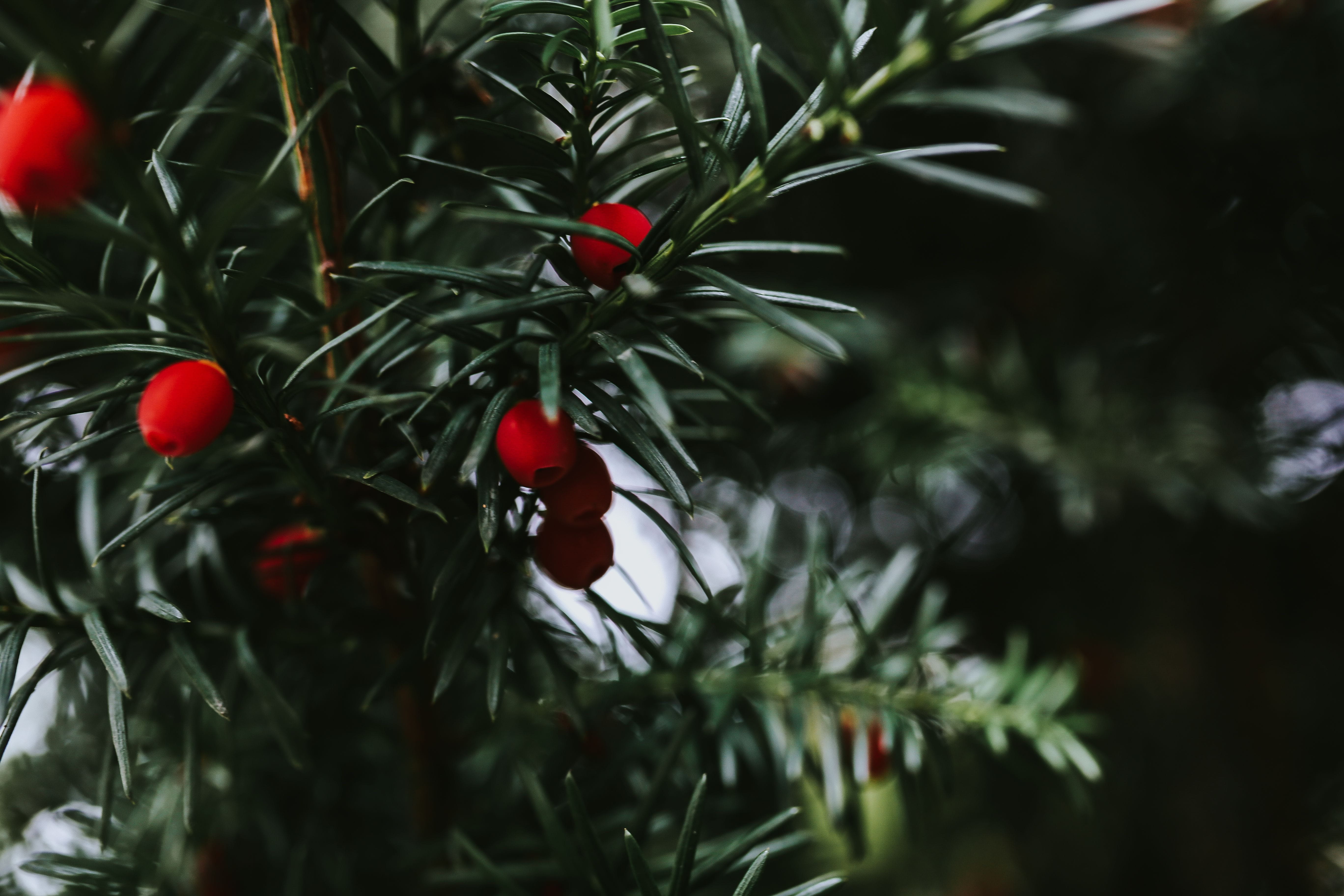berry Fruit, tree, celebration, leaf, no people, branch, christmas, branches, close-up, holiday, decoration, plant, healthy eating, food and drink, growth, HD Wallpaper