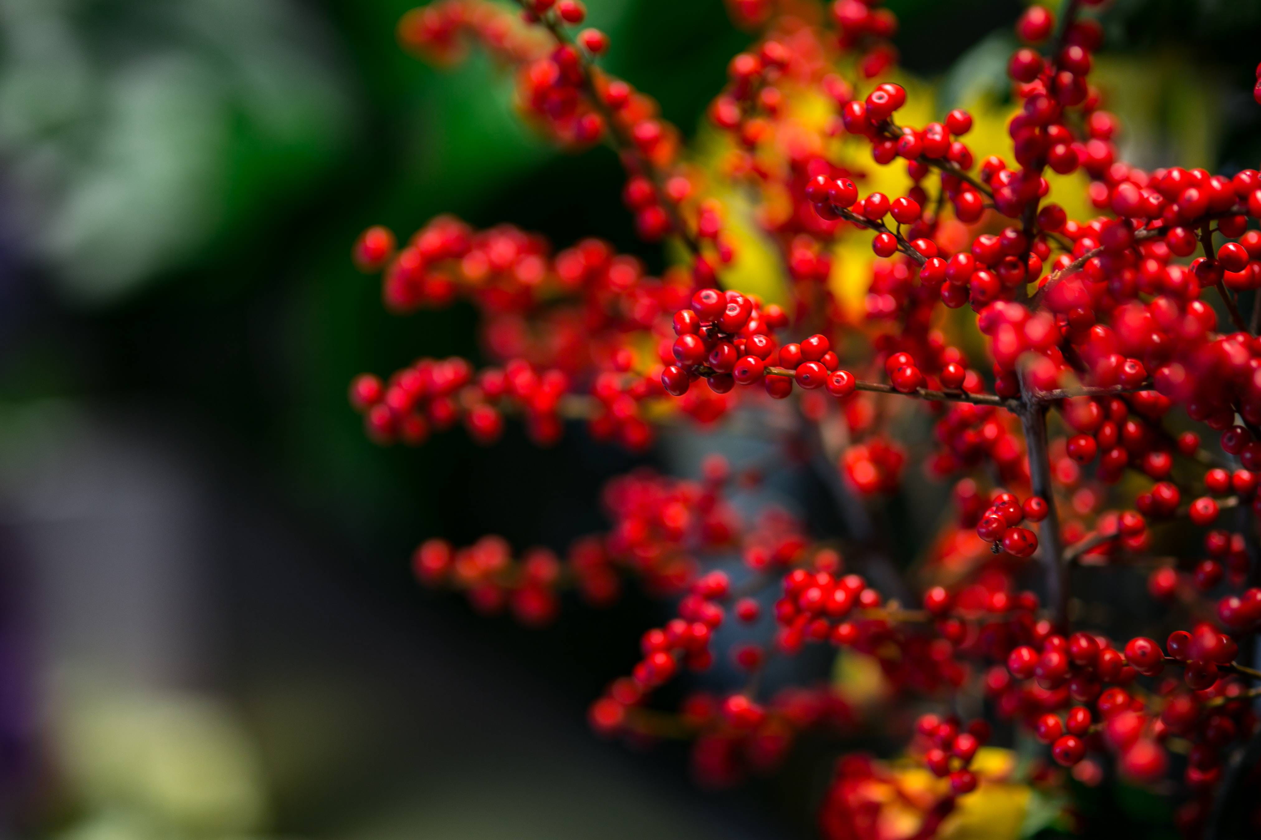 plant, summer, plant part, arrangement, yellow, healthy eating, berry fruit, 4K, colourful, bouquet, no People, selective focus, outdoors, composition, HD Wallpaper