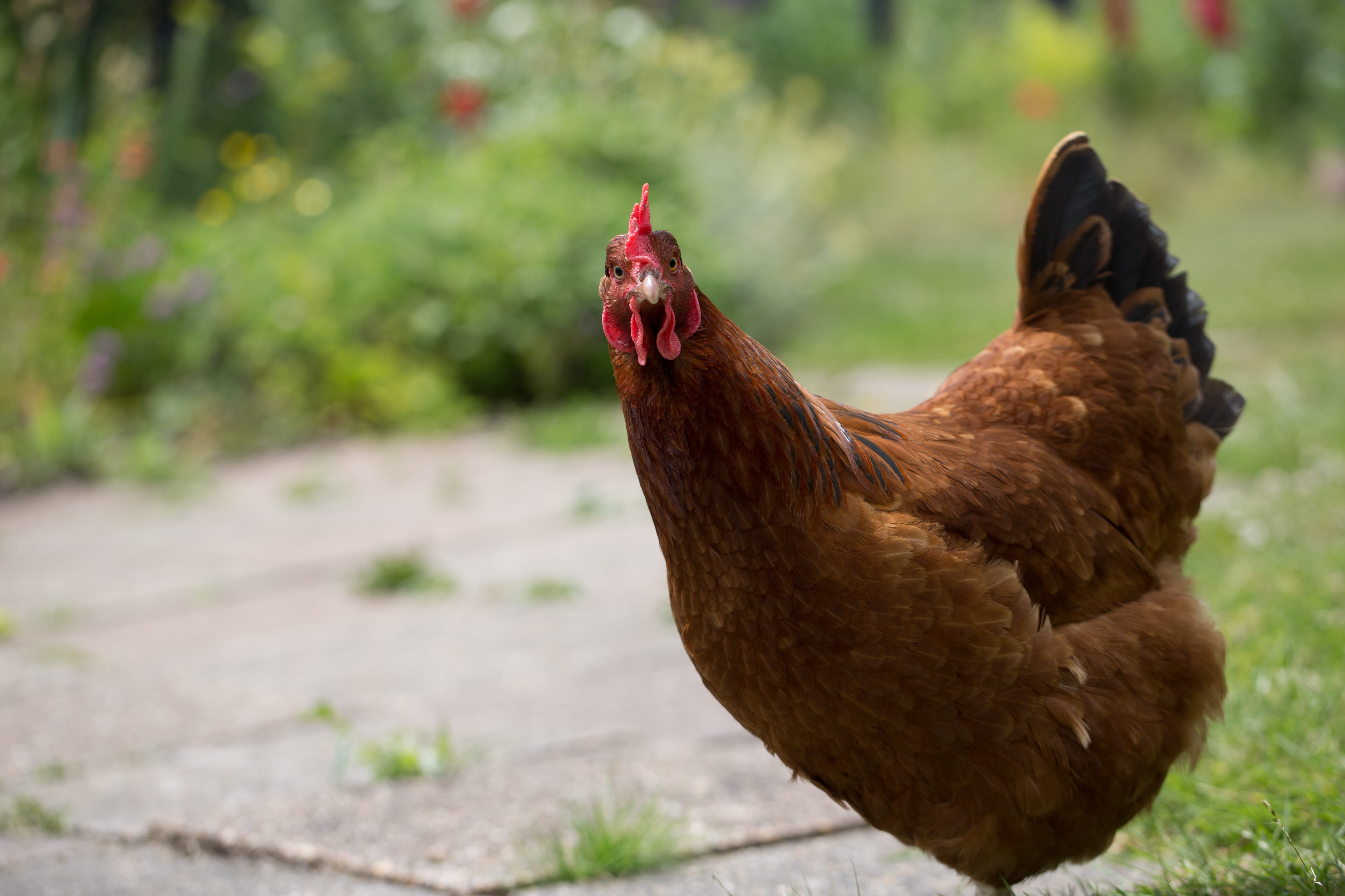 livestock, vertebrate, poultry, humour, animal, focus on foreground, chicken, eco, field, domestic animals, green background, bird, chicken - bird, brown, HD Wallpaper