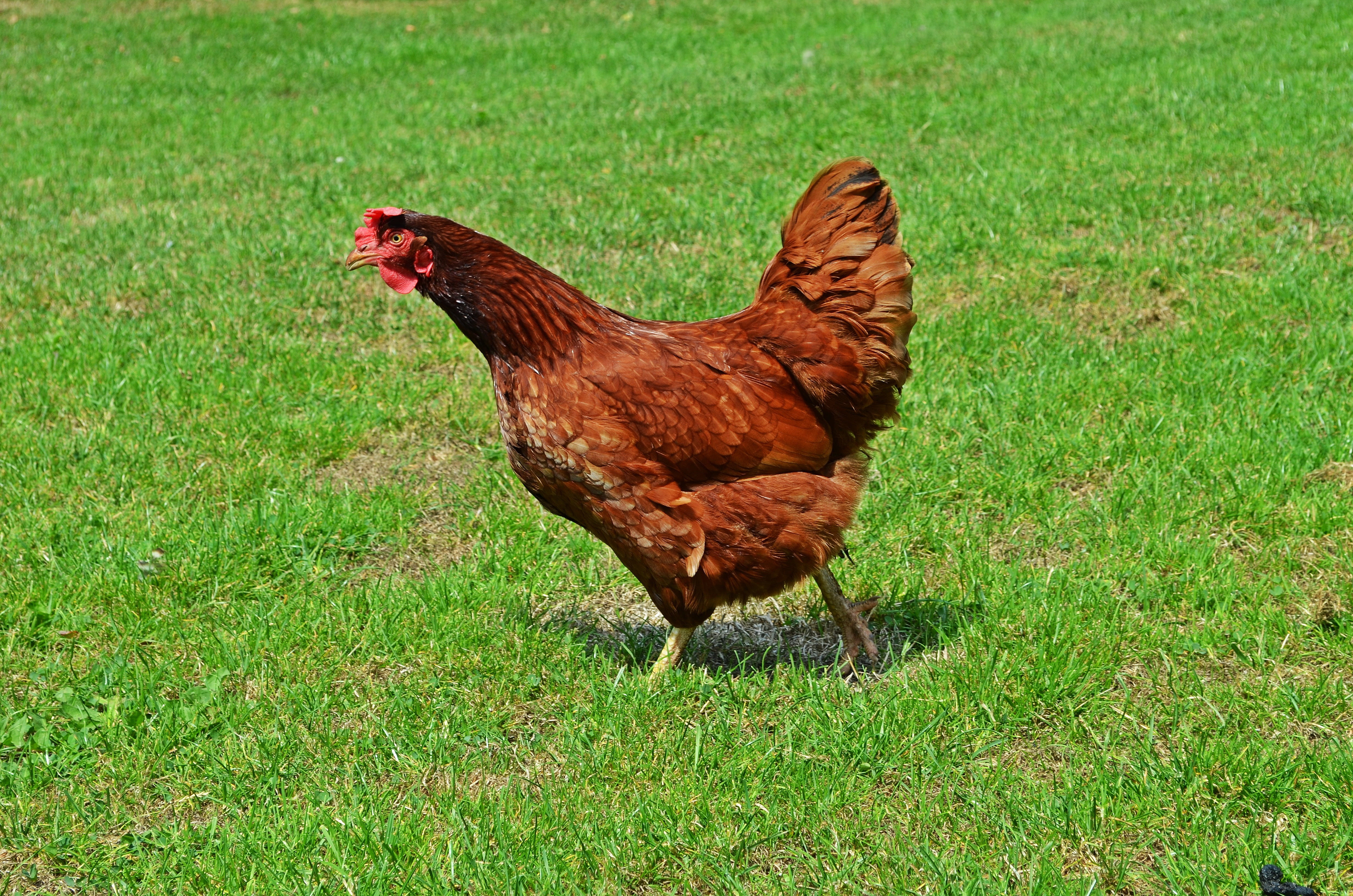 village, land, domestic animals, rooster, eating, domestic fowl, plant, rural Scene, farm, one animal, green, animal, poultry, domestic, egg, outdoors, HD Wallpaper