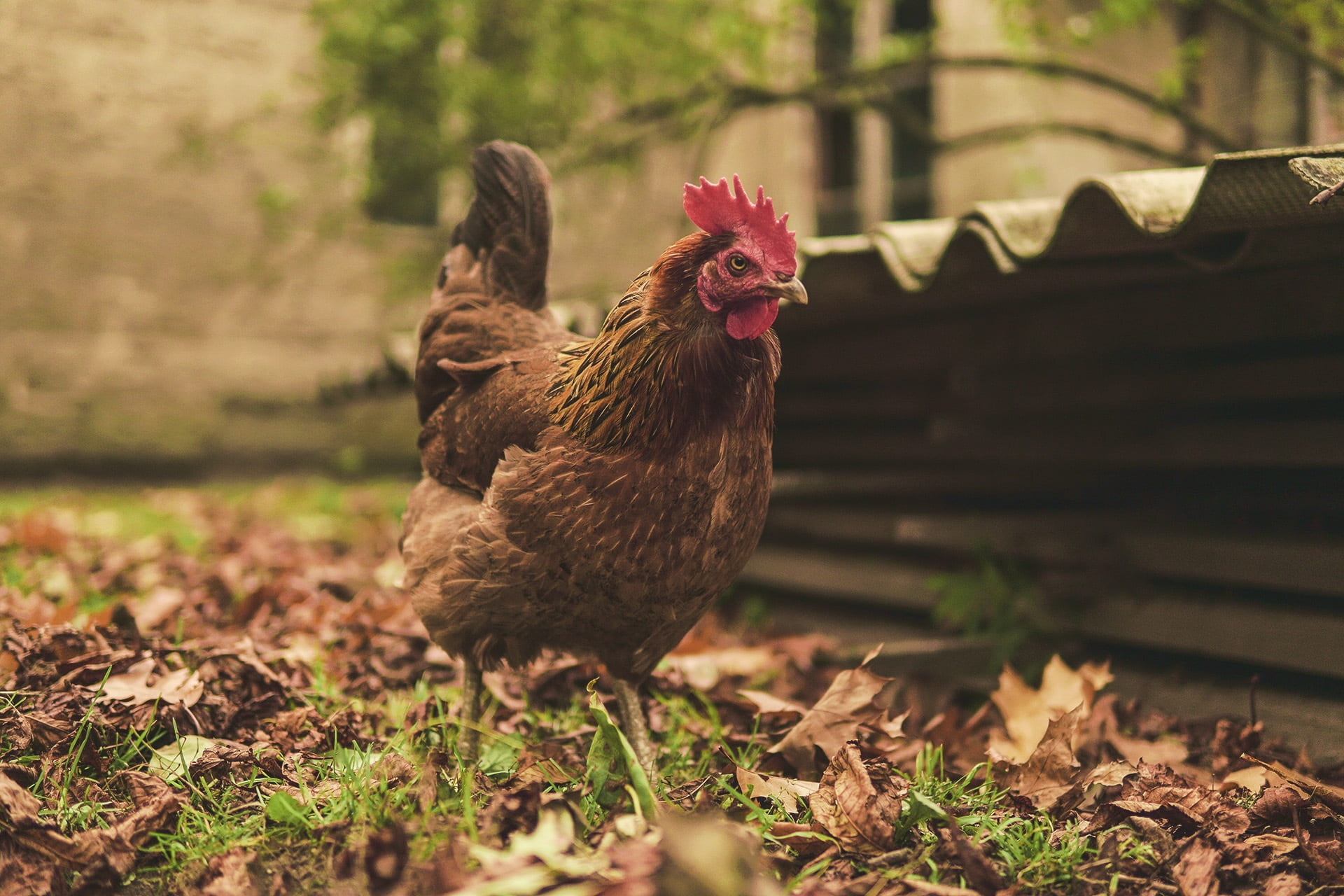 pets, village, 1080P, domestic fowl, poultry, domestic hen, poland village, plant, focus, egg, photography, the hen, shallow, animal themes, crane, day, HD Wallpaper