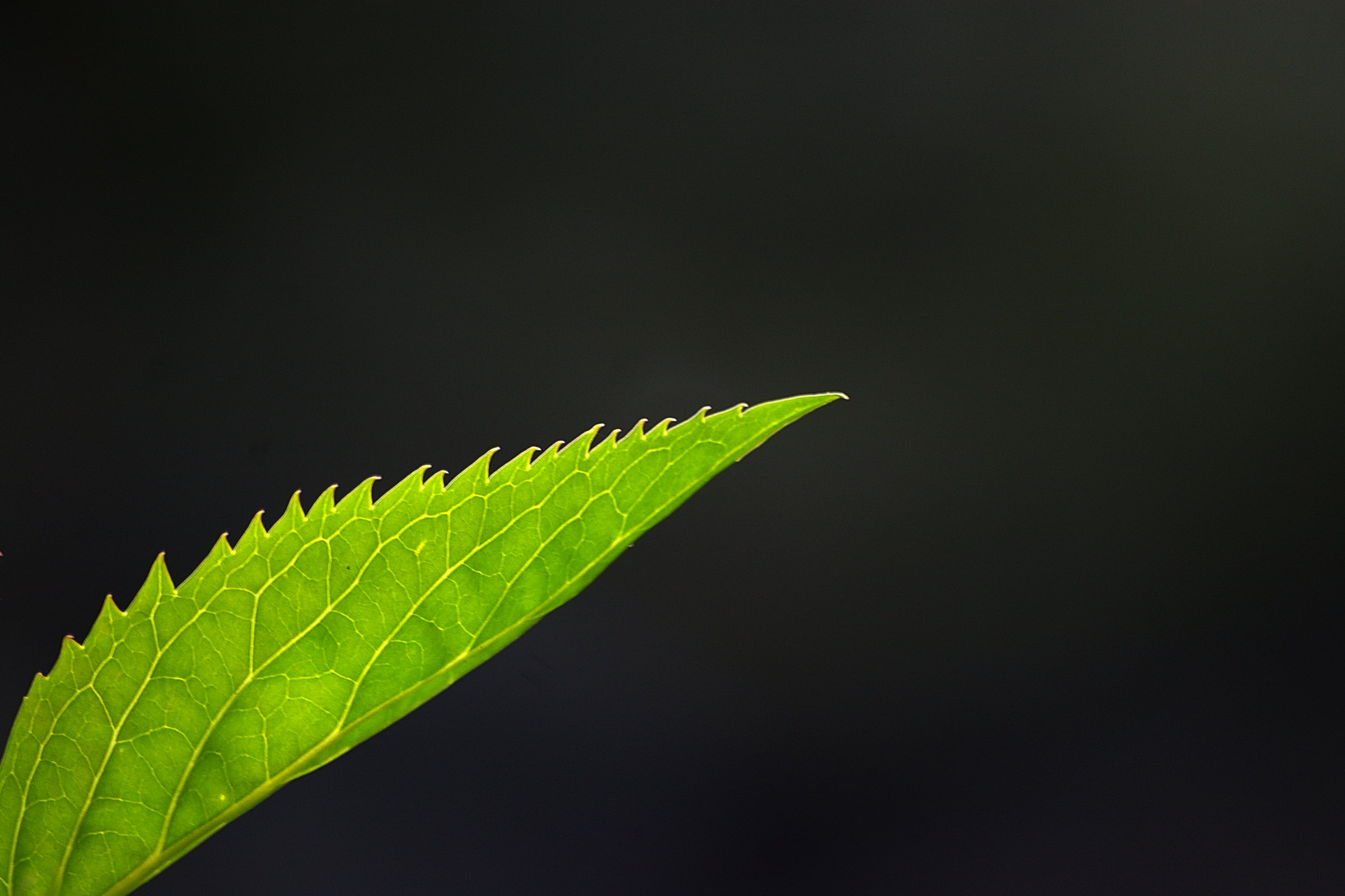 photo, plant, backgrounds, hoja, close up, quan, backlight, natura, es, 2K, freshness, light, growth, contraluz, close, fulla, green leaf, Osona, pastora, HD Wallpaper