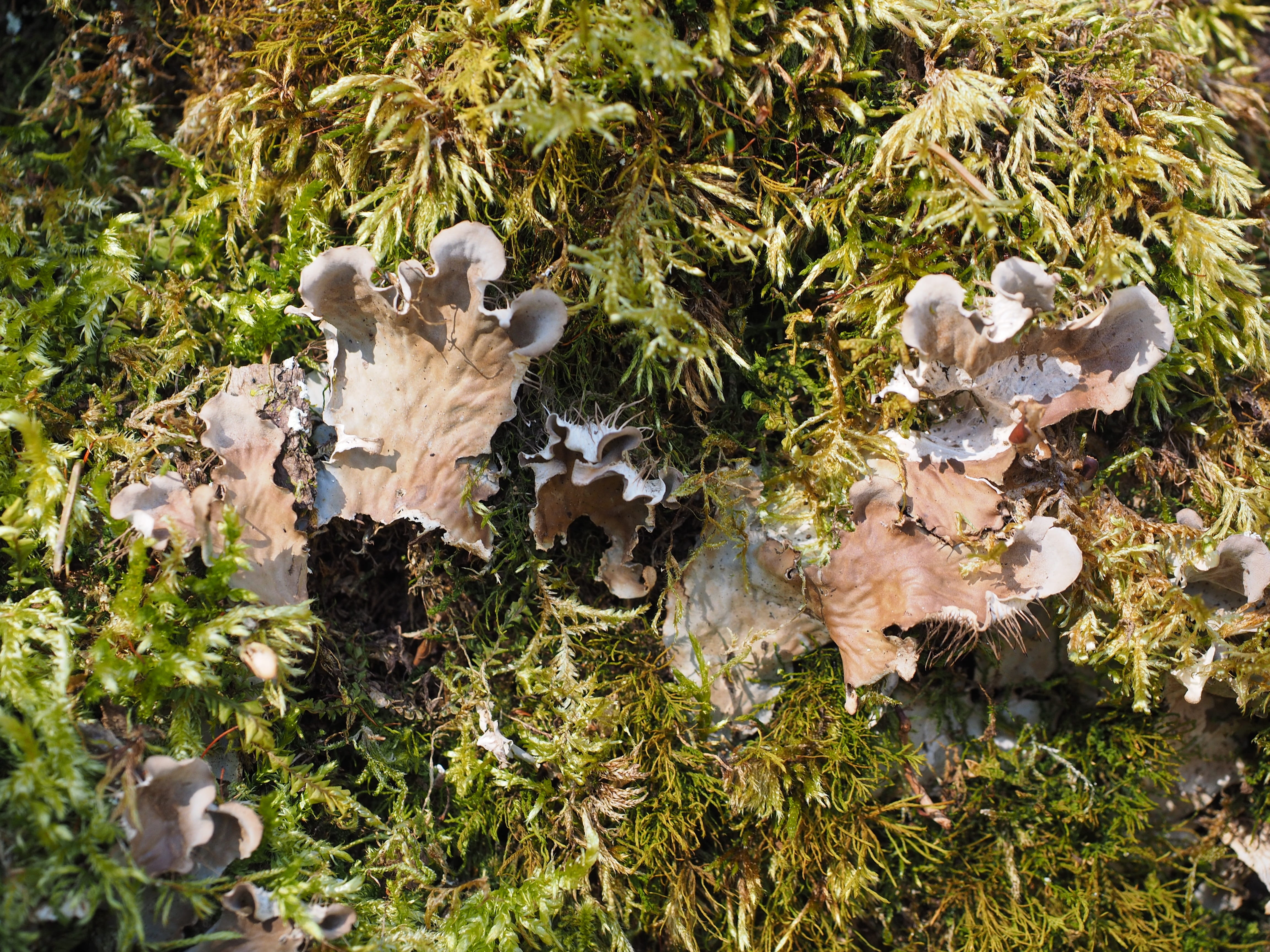 day, 4K, Curled, craterellus, chanterelle related, Moss, curled crater elle, green color, leaf, Crater, crater elle, vegetable, Elle, plant, craterellus sinuosus, HD Wallpaper