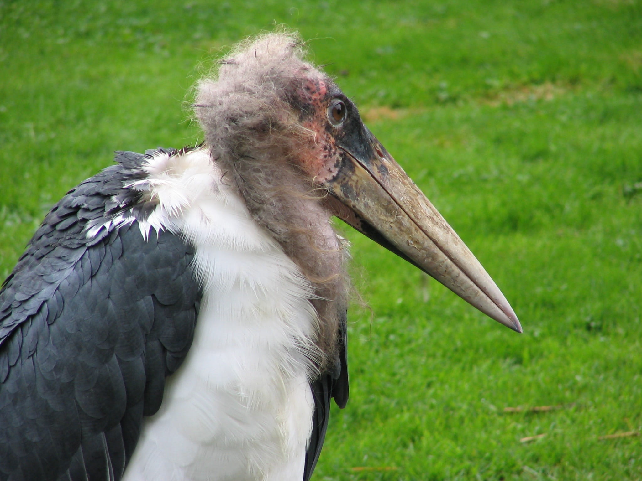 grass, side view, animal themes, 1080P, animal wildlife, day, animal, profile view, horn, animals in the wild, no people, Pelikan, black and white, one animal, HD Wallpaper