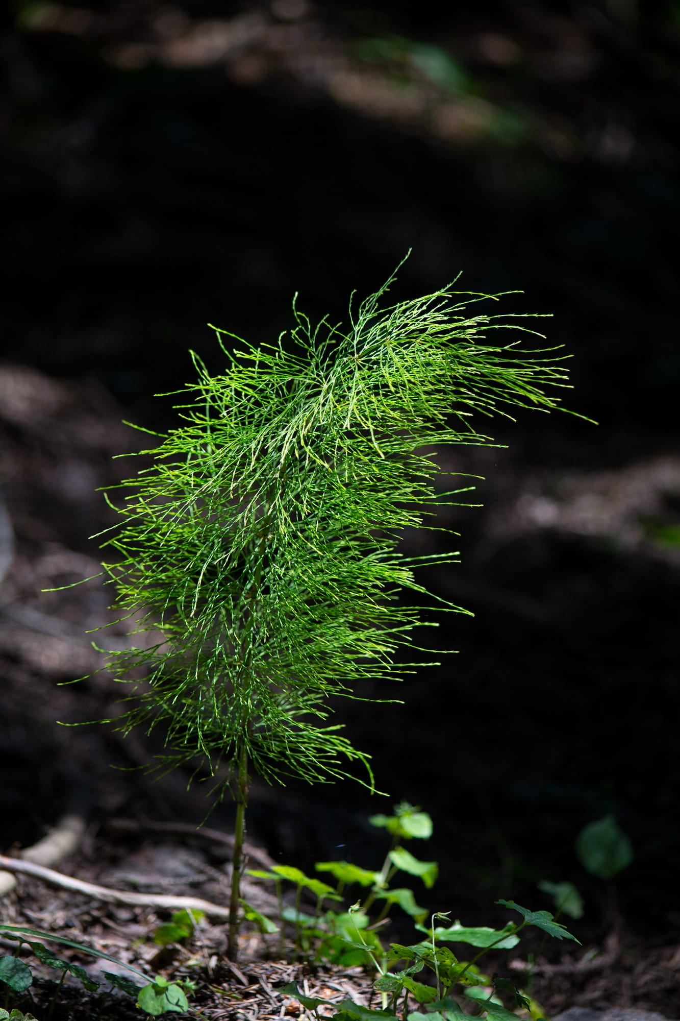 light and shadow, spiked, nature, sunlight, field, forest floor, selective focus, tranquility, leaf, land, close-up, day, schaftheu, outdoors, no people, Phone HD Wallpaper