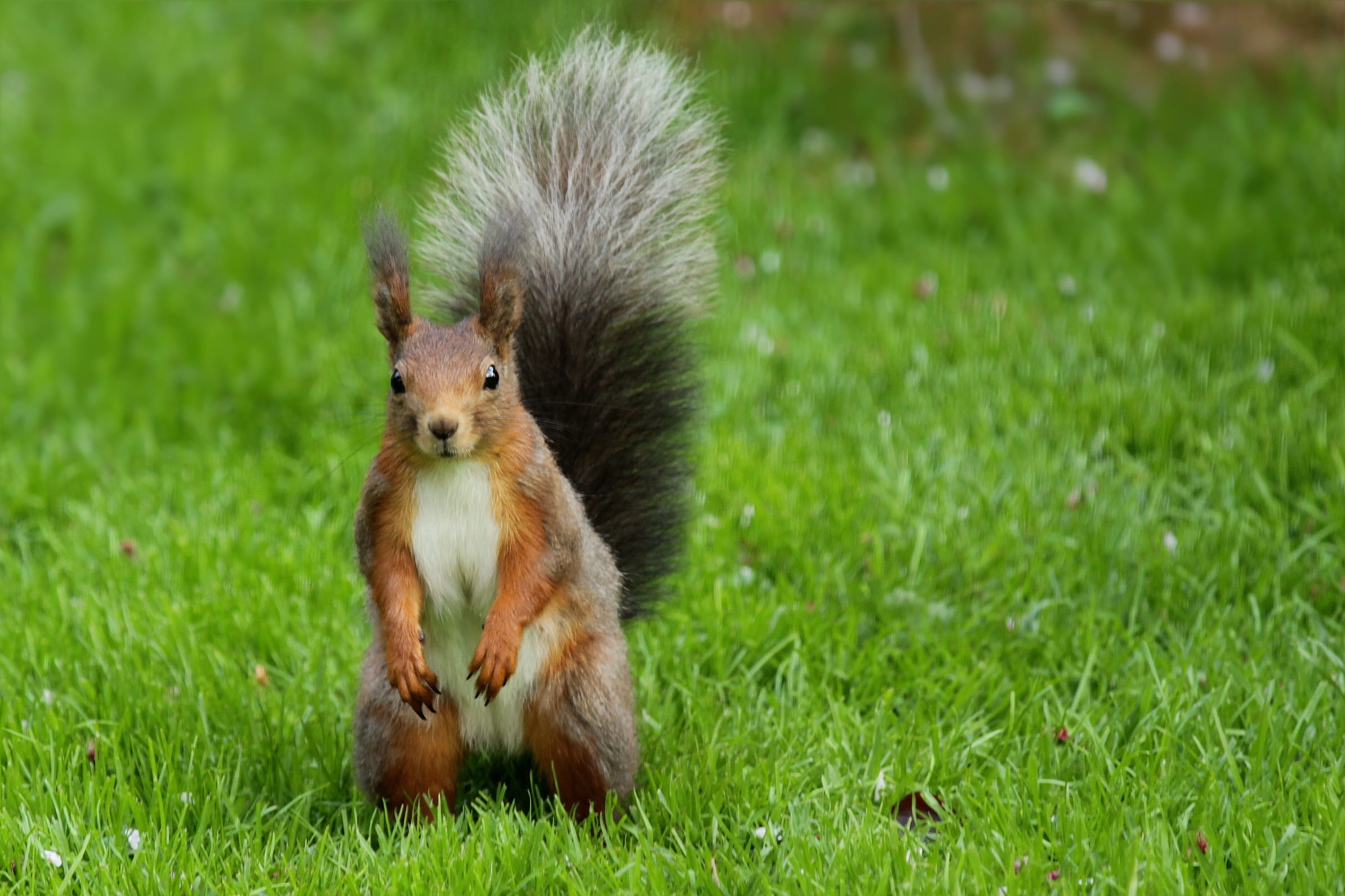 plant, selective focus, animal wildlife, garden, possierlich, no people, green color, field, rodent, outdoors, vertebrate, nature, summer, young animal, HD Wallpaper