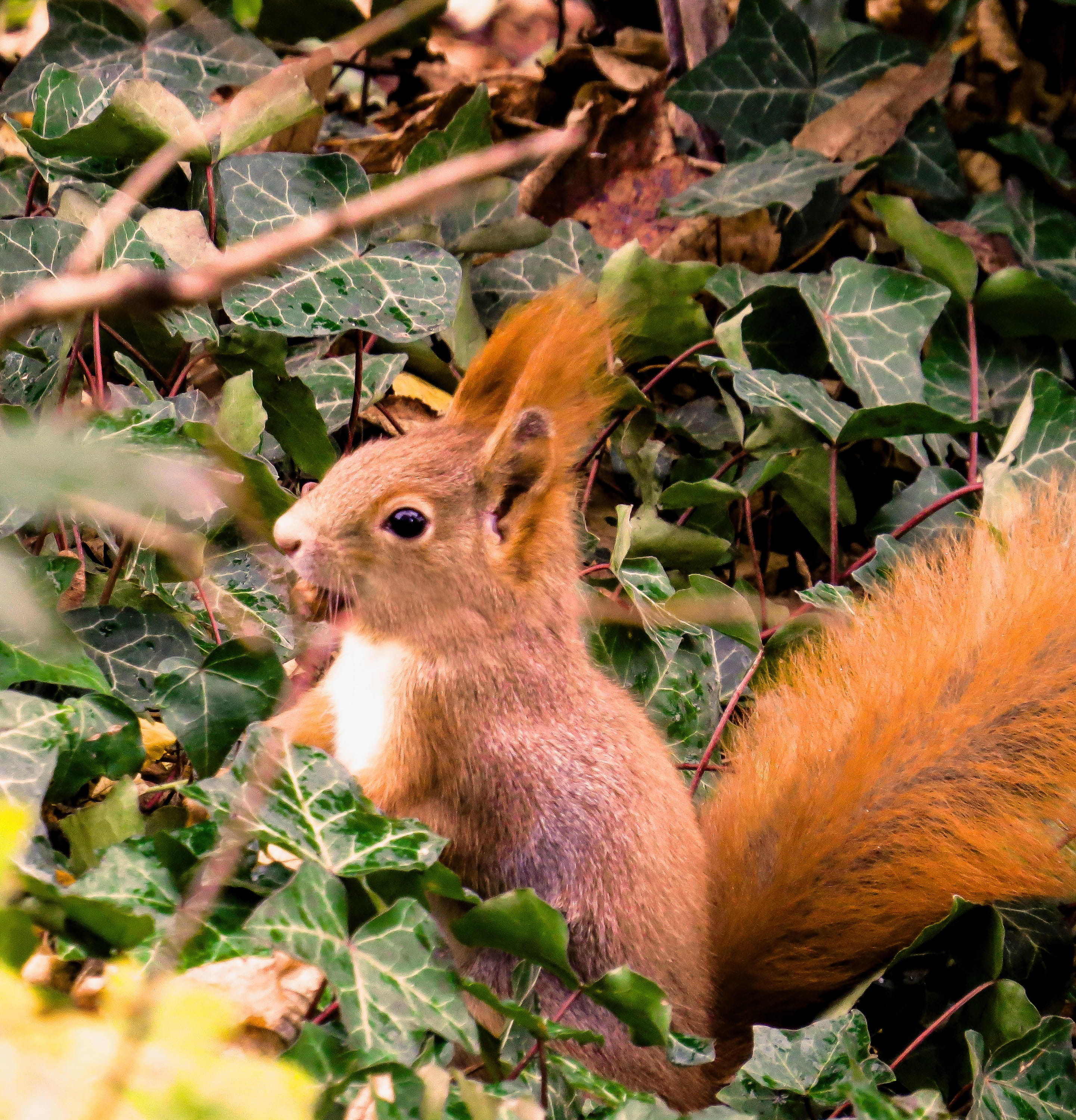 no people, eating, animal themes, garden, herbivorous, close-up, selective focus, vigilant, croissant, cheeky, squirrel, plant part, furry, day, 2K, attention, Phone HD Wallpaper