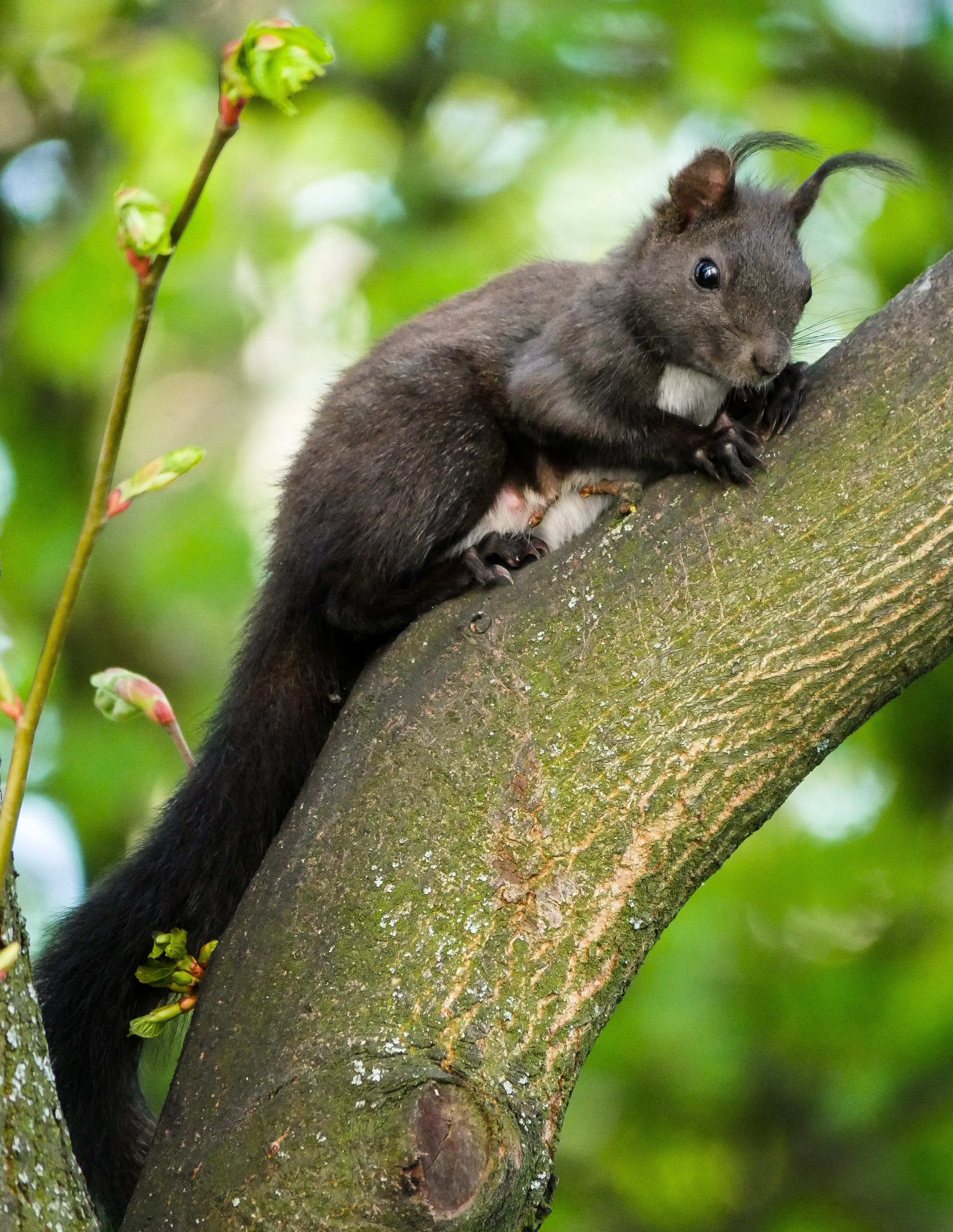 one animal, focus on foreground, outdoors, brown, possierlich, vertebrate, cheeky, garden, plant, 2K, wooden, mammal, squirrel, rodent, furry, black, verifiable kitten, Phone HD Wallpaper