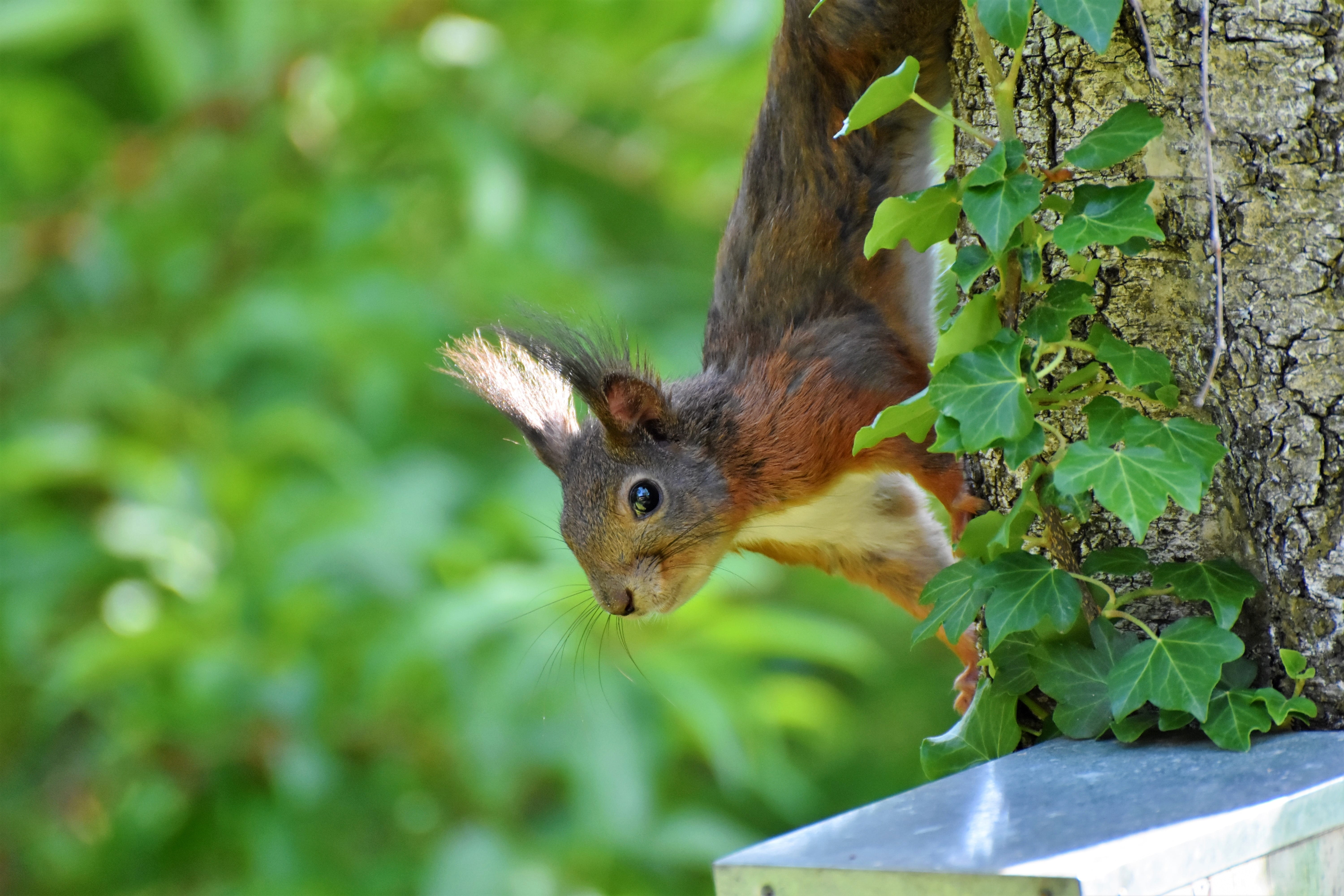 outdoors, bird, mammal, nager, leaf, rodent, nature, foraging, brown, squirrel, garden, 5K, animal, plant, no people, one animal, animal themes, forest, HD Wallpaper