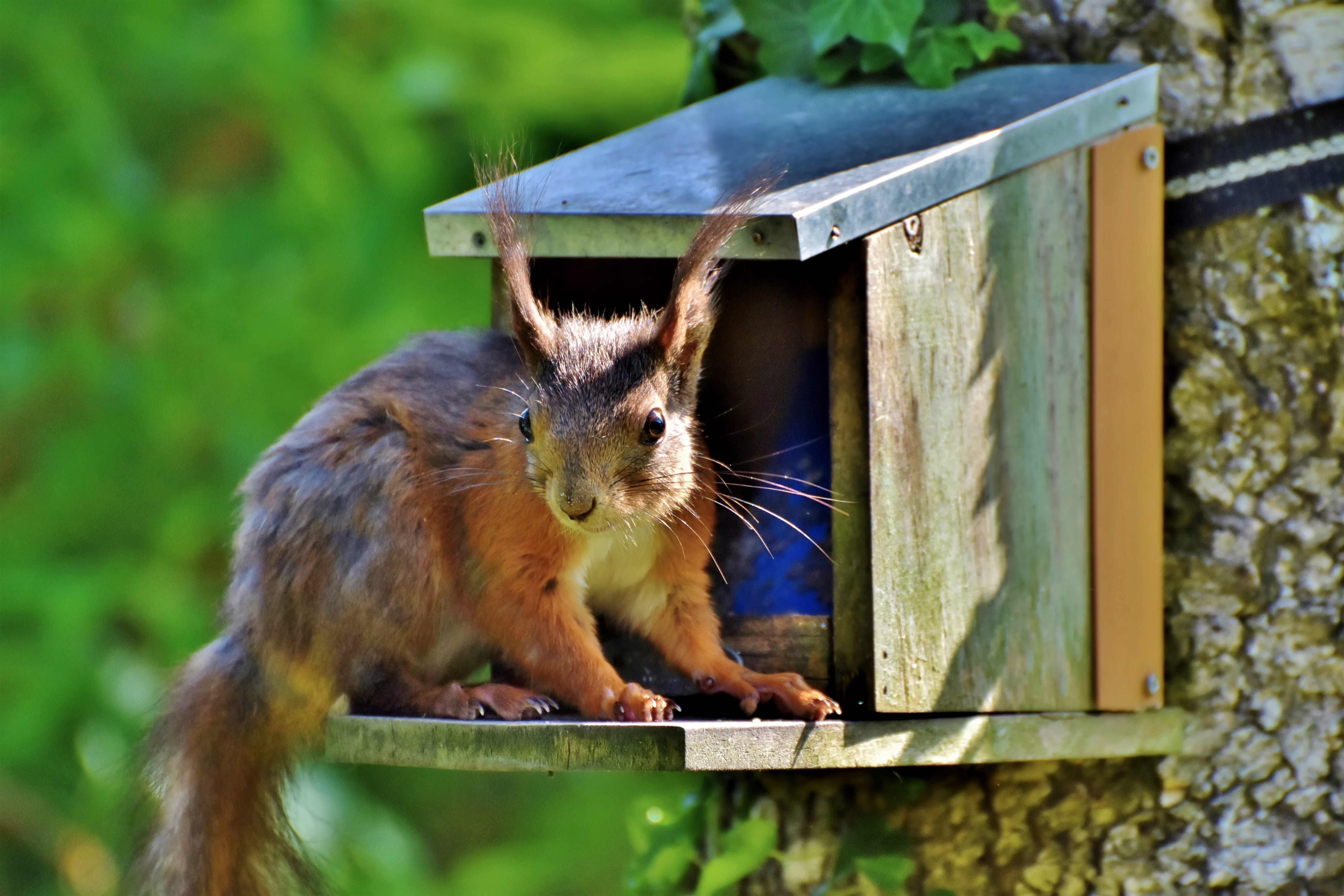 railing, forest animal, no people, foraging, day, nager, focus on foreground, squirrel, food, verifiable kitten, outdoors, animal world, sweet, creature, HD Wallpaper
