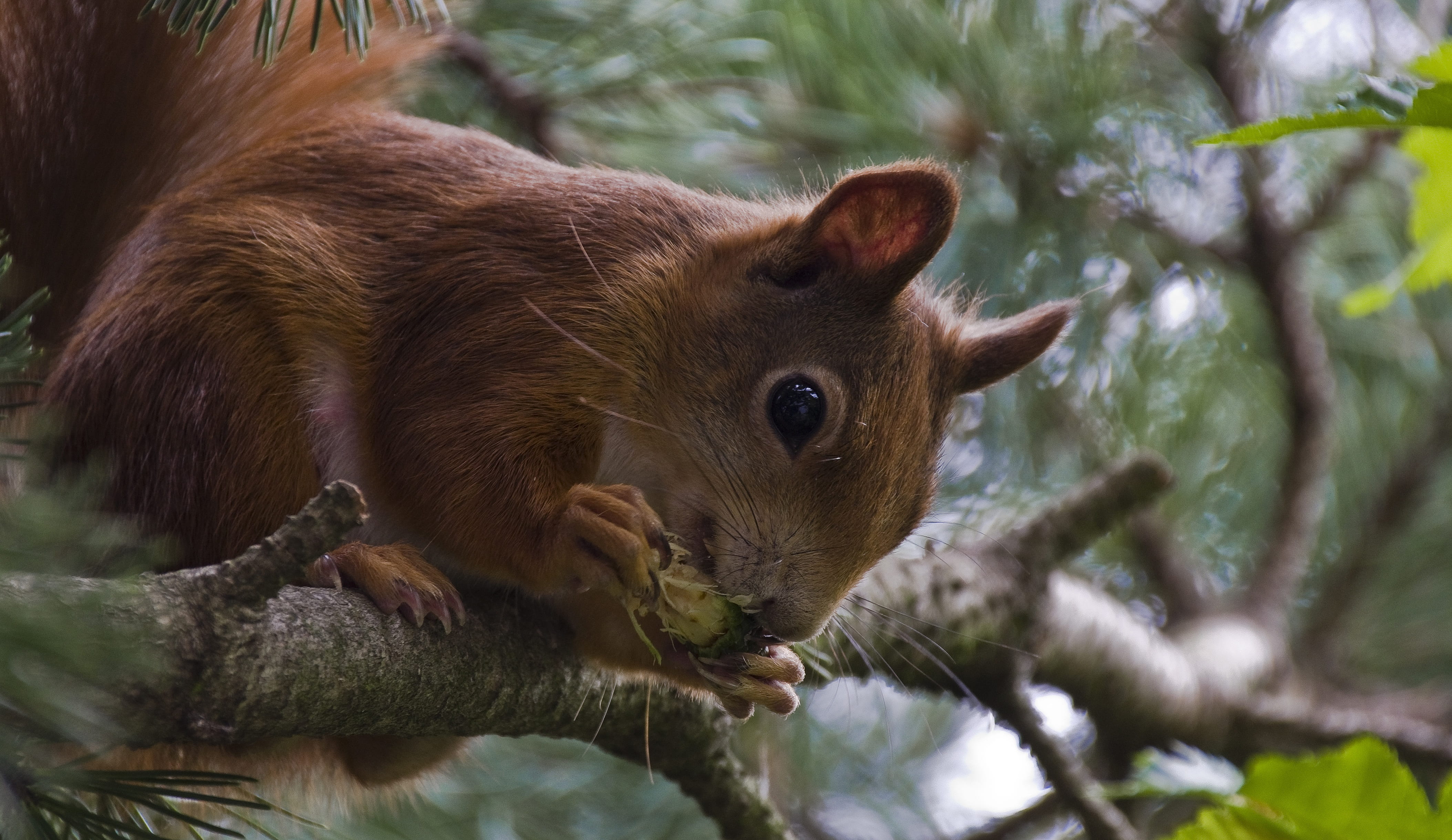 chipmunk, plant, light brown, rodent, mammal, no people, rodents, cheeky, garden, outdoors, animal, animals in the wild, branch, tree, focus on foreground, HD Wallpaper