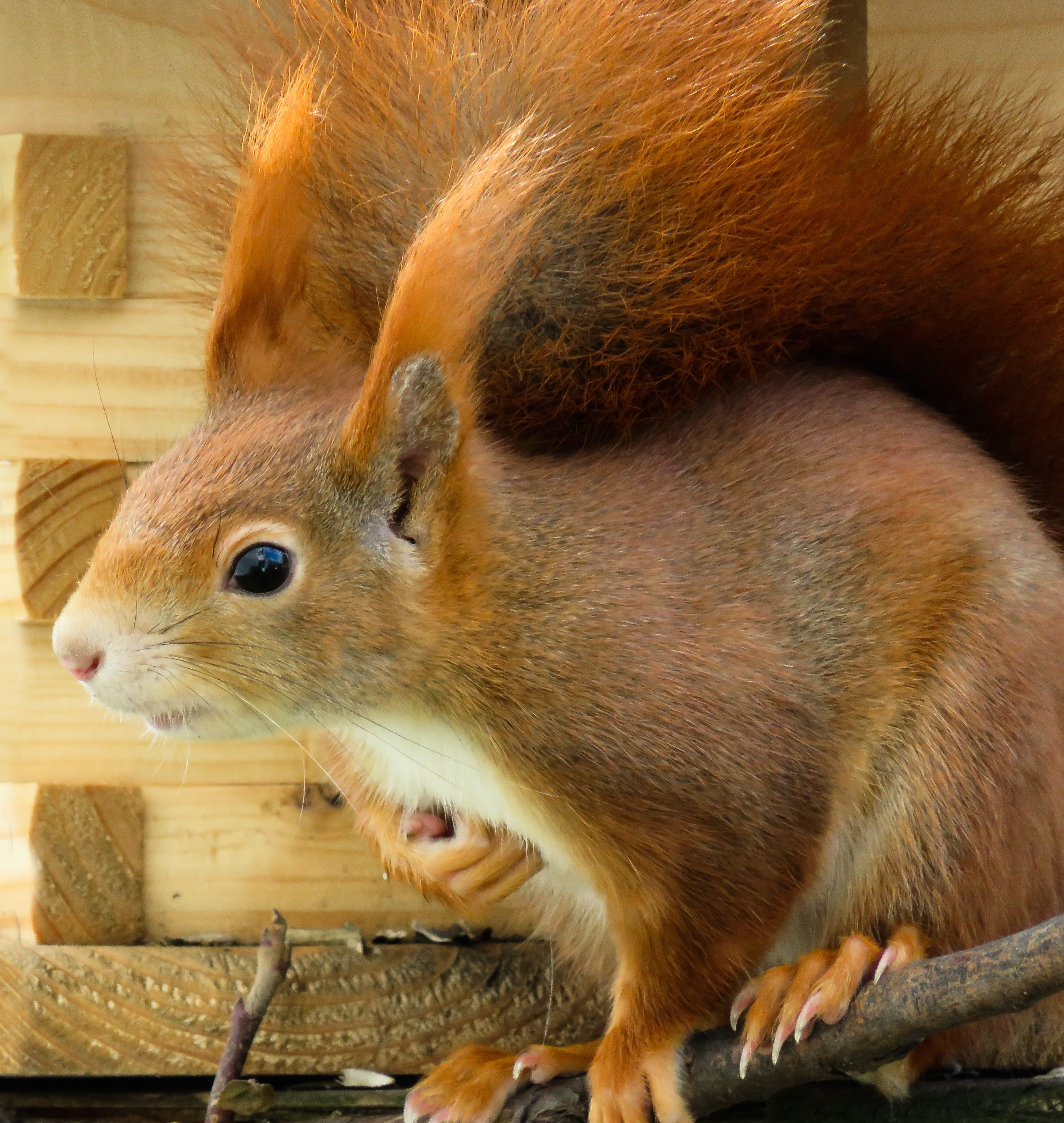 rodent, fur, pets, domestic, tail, croissant, Animal, curious, garden, one animal, cheeky, close-up, possierlich, nager, food, no people, Kitten, feeding, Phone HD Wallpaper