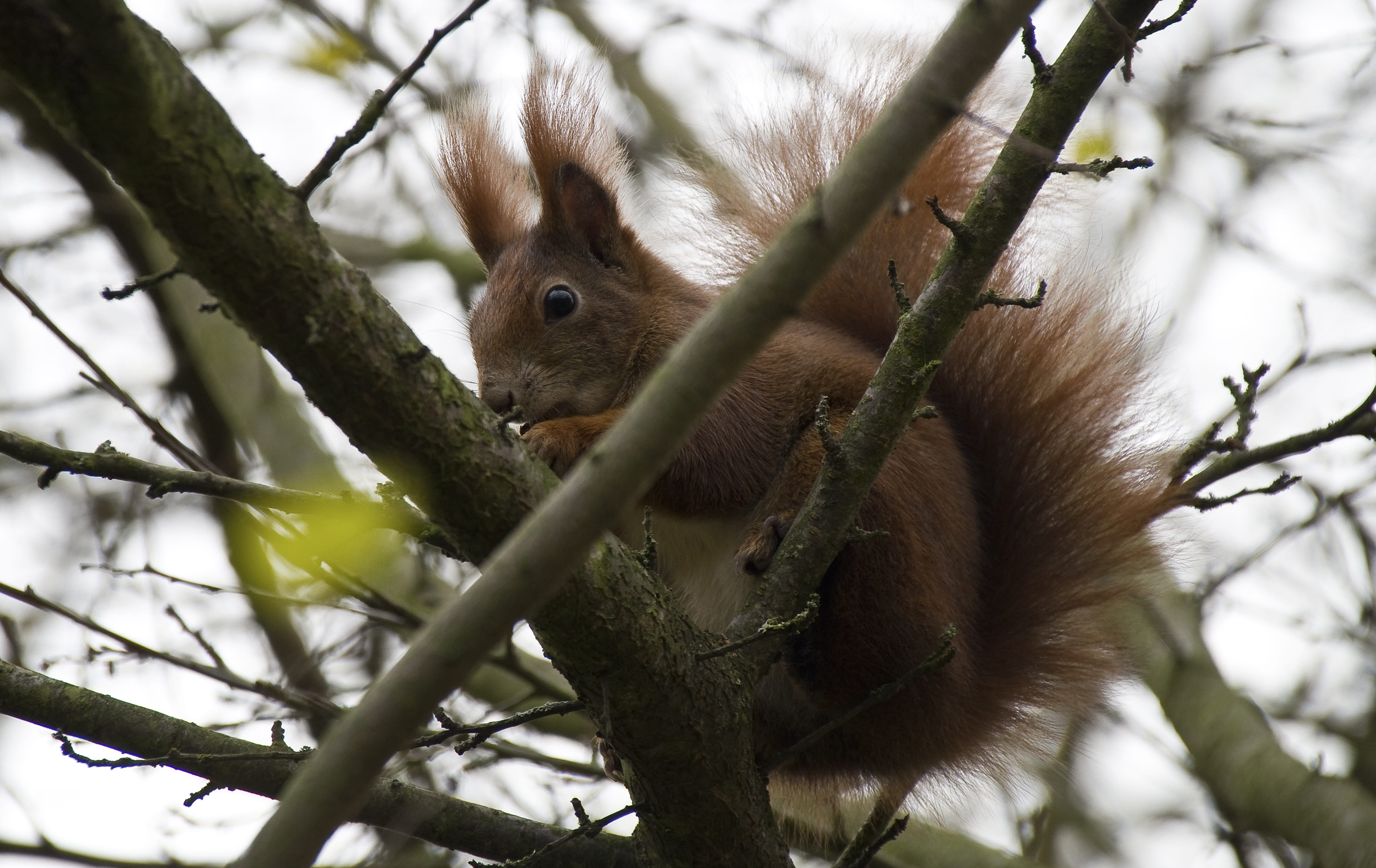 Squirrel, low angle view, outdoors, rodent, 4K, whisker, branch, herbivorous, one animal, Garden, animal, vertebrate, animals in the wild, day, shrubs, HD Wallpaper
