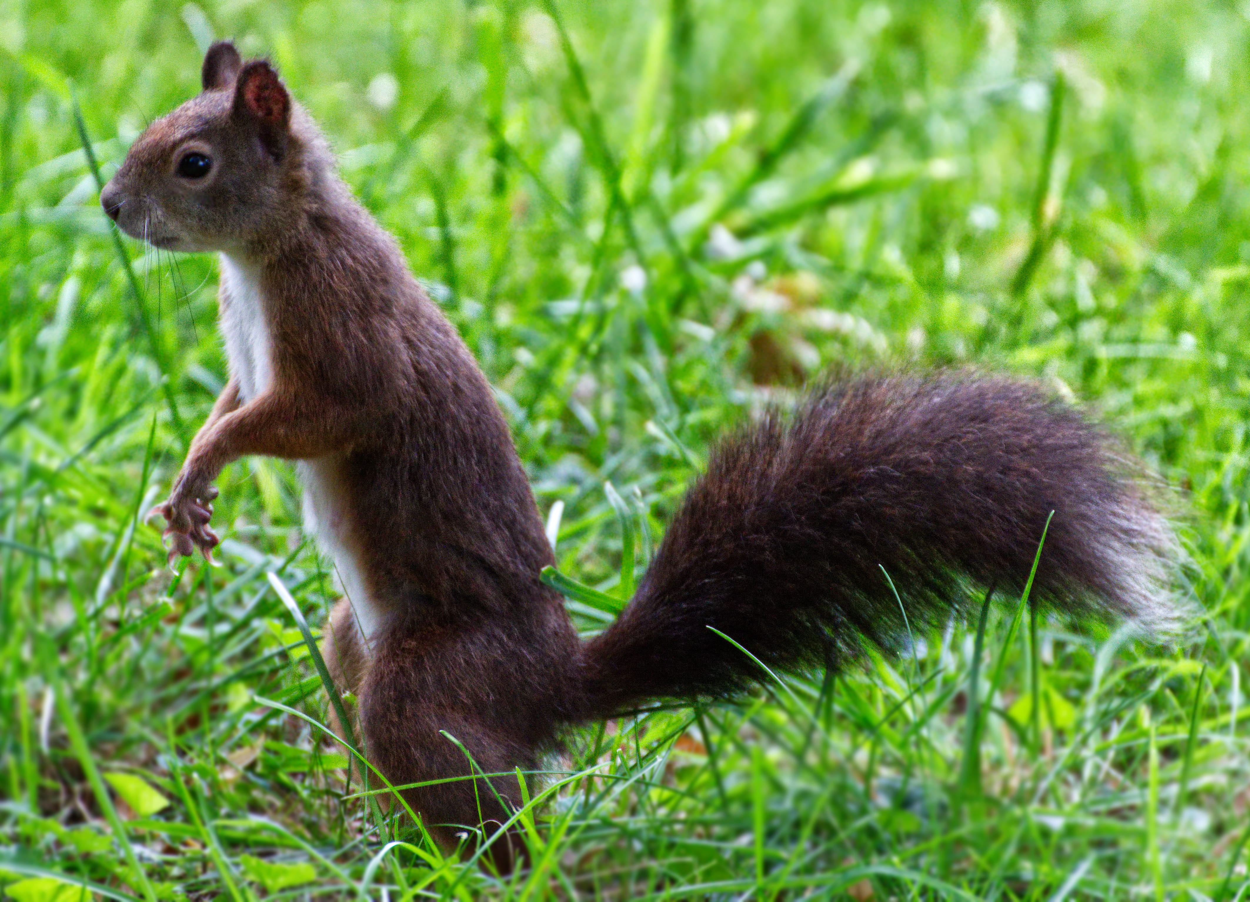 animal wildlife, land, 4K, furry, wild, squirrel, green color, animal world, standing, plant, animals in the wild, nature, fluffy, no people, rodent, vertebrate, HD Wallpaper