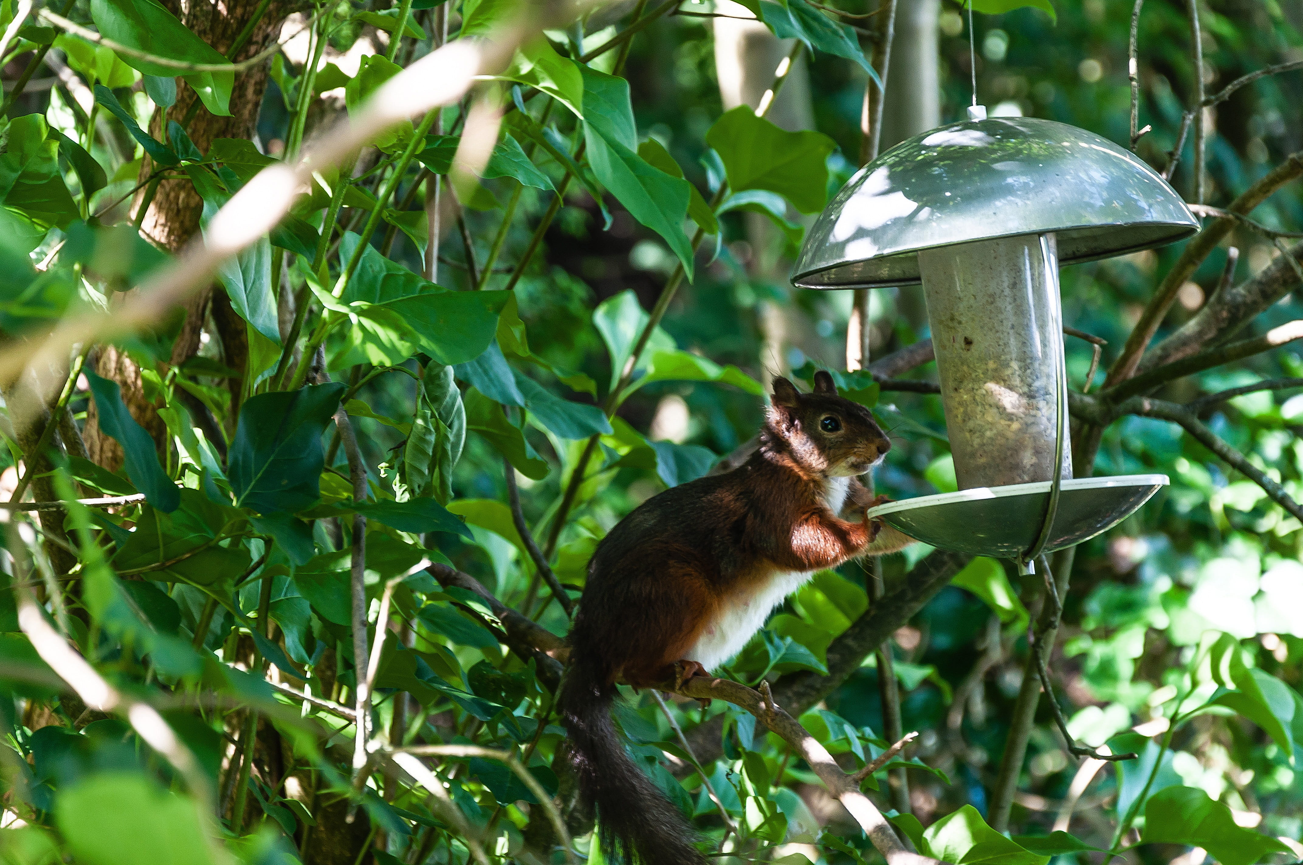 rodent, plant, day, animal, verifiable kitten, land, outdoors, forest animals, animal themes, 4K, one animal, plant part, tree, squirrel, mammal, growth, HD Wallpaper