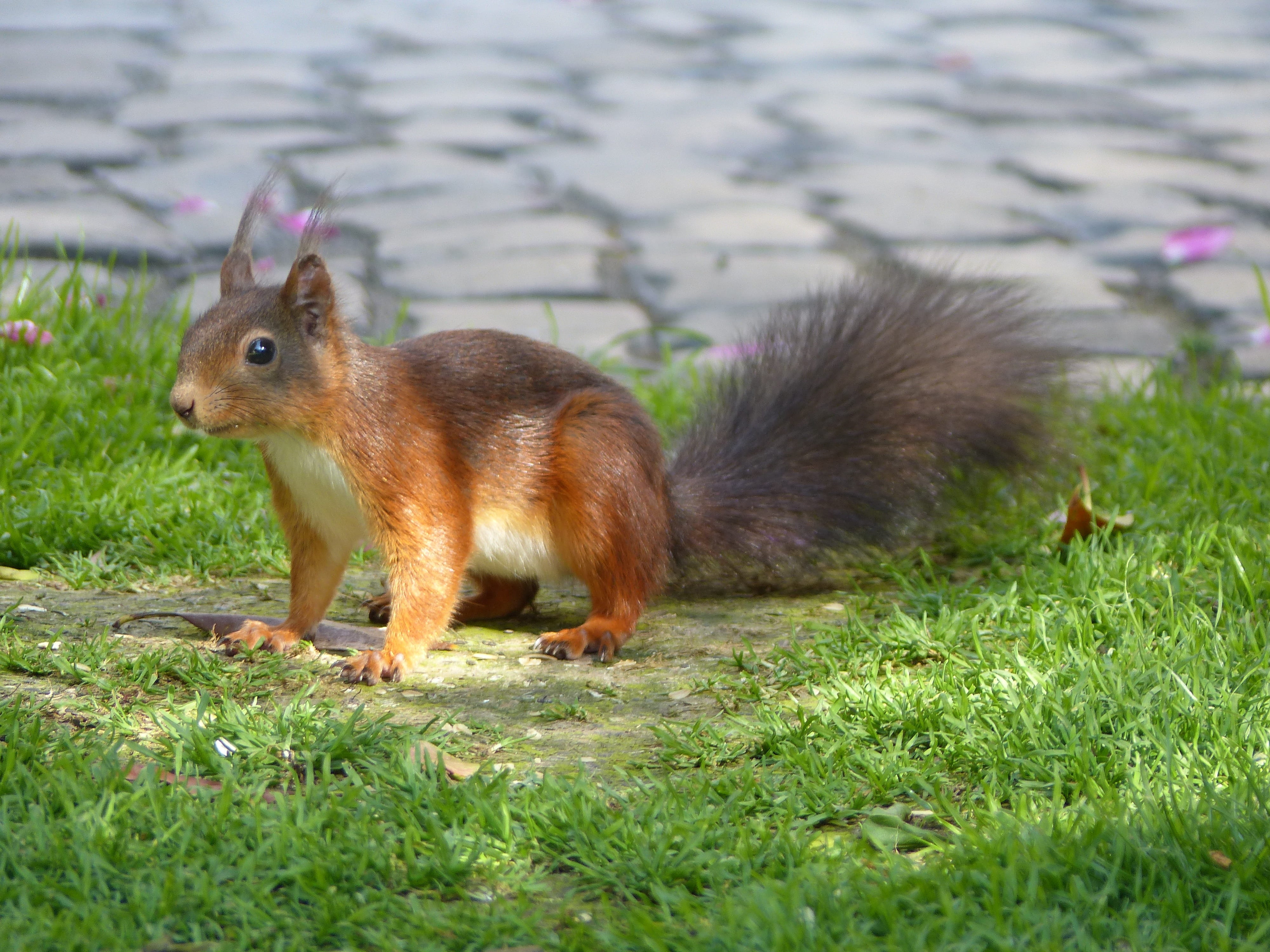 fur, no people, land, possierlich, grass, 4K, pets, focus on foreground, forest animals, squirrel, vertebrate, day, one animal, nature, animal wildlife, HD Wallpaper