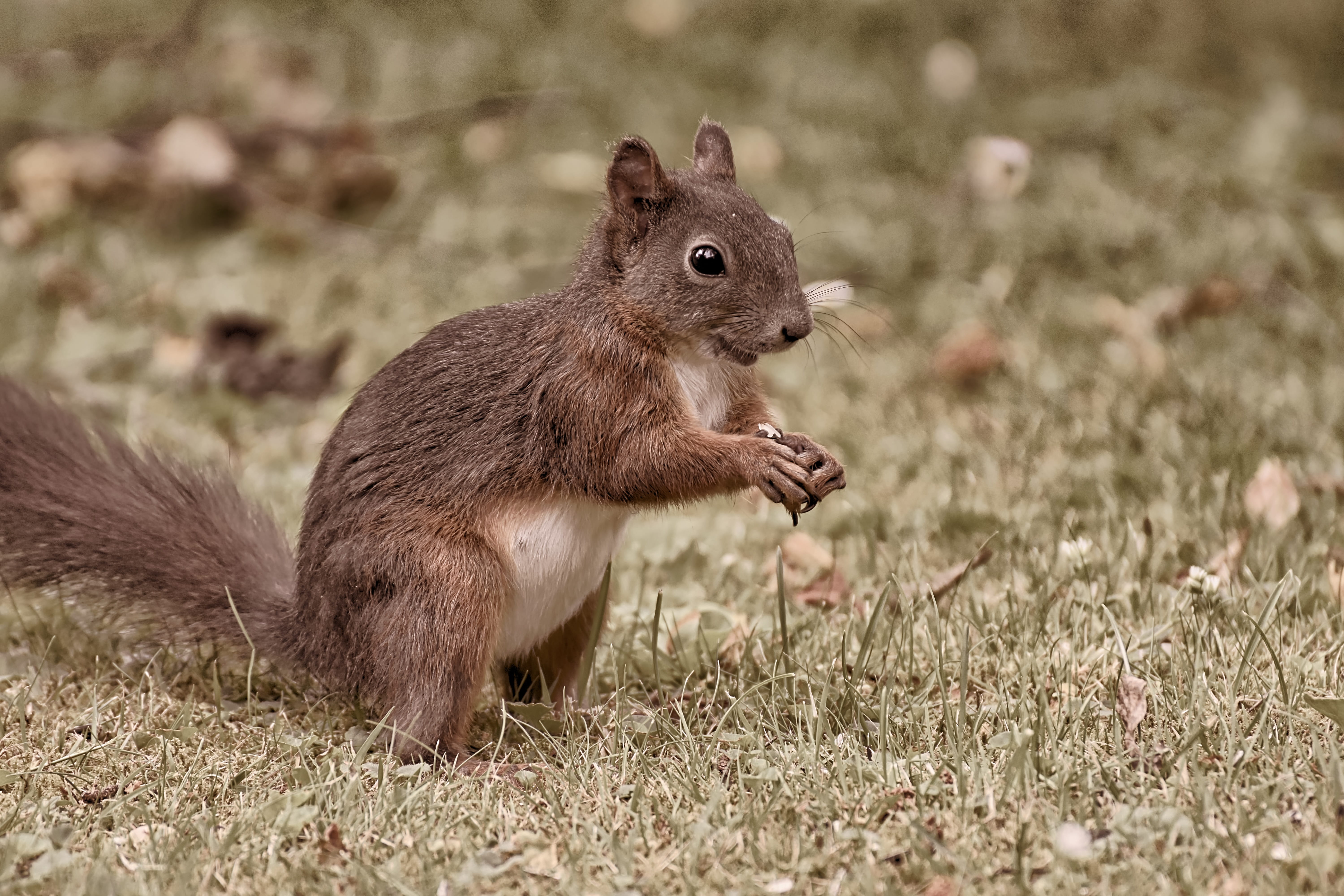 possierlich, field, close-up, animals in the wild, 5K, chipmunk, one animal, whisker, animal themes, rodent, animal wildlife, rodents, focus on foreground, HD Wallpaper