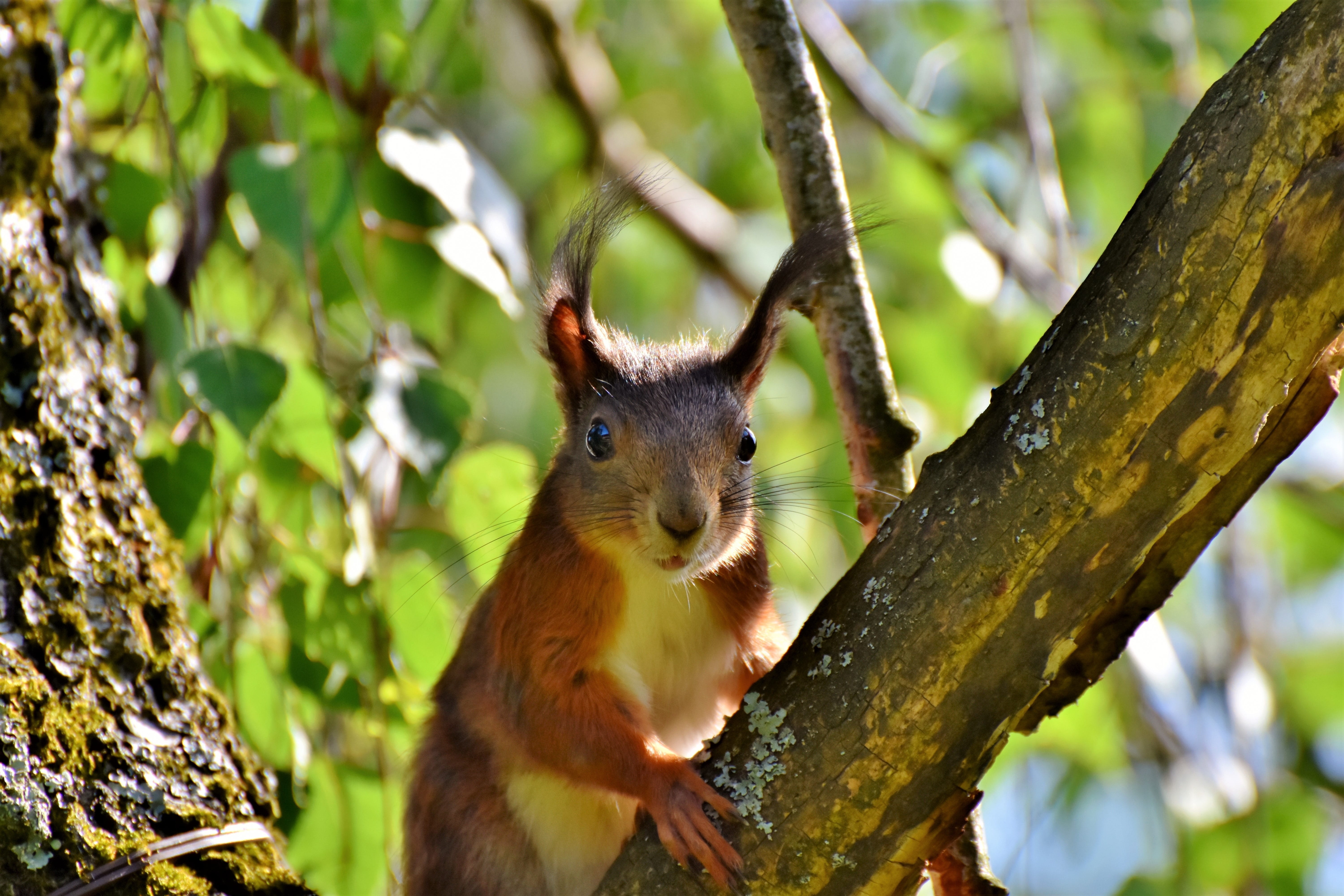 branch, whisker, branches, one animal, brown, forest animal, forest, animals in the wild, no people, animal world, 5K, nager, nature, tree trunk, squirrel, HD Wallpaper