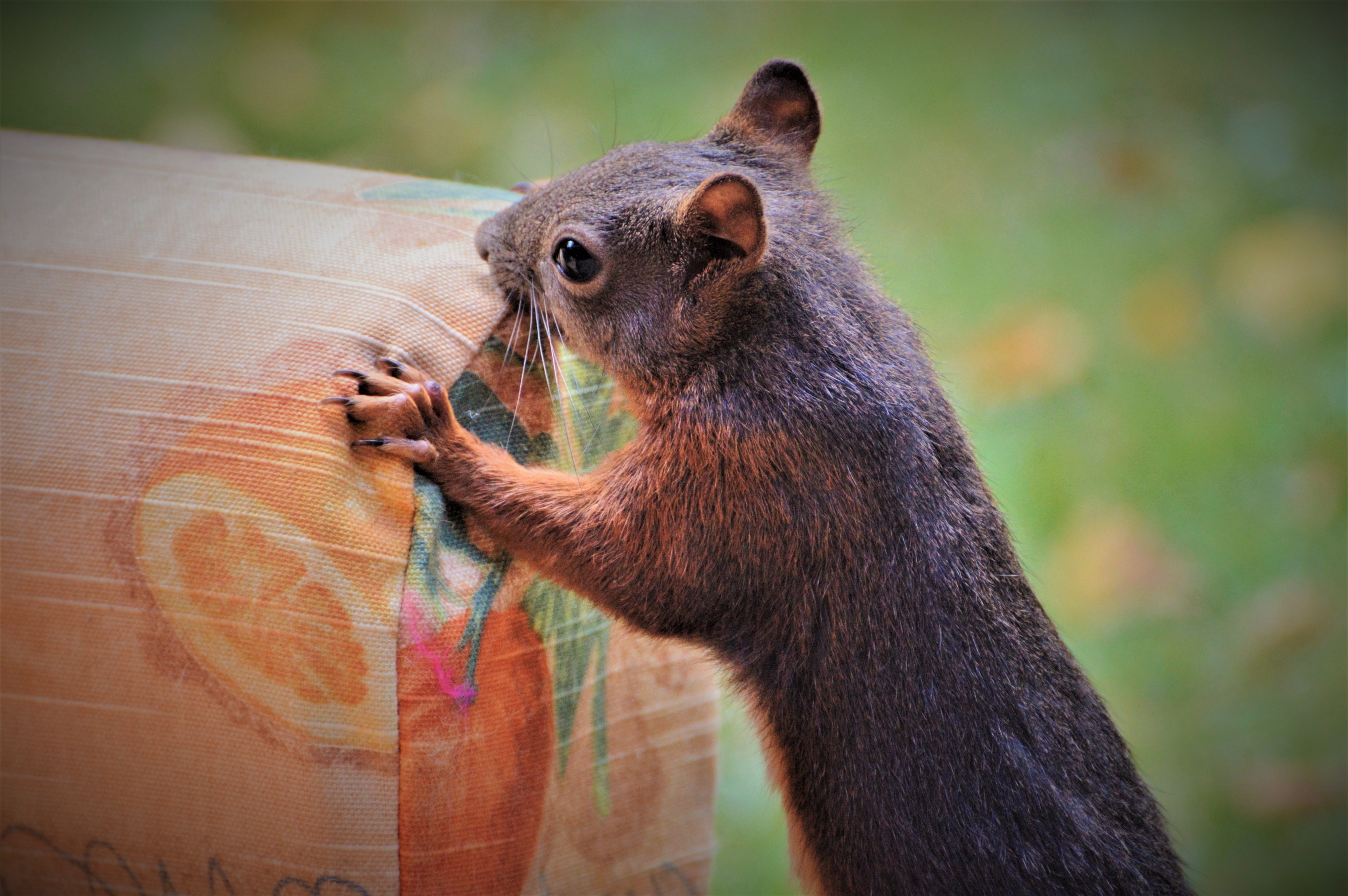 sofa, herbivorous, animal wildlife, 5K, nager, one animal, focus on foreground, looking, close-up, looking away, squirrel, rodent, nature, foraging, day, HD Wallpaper