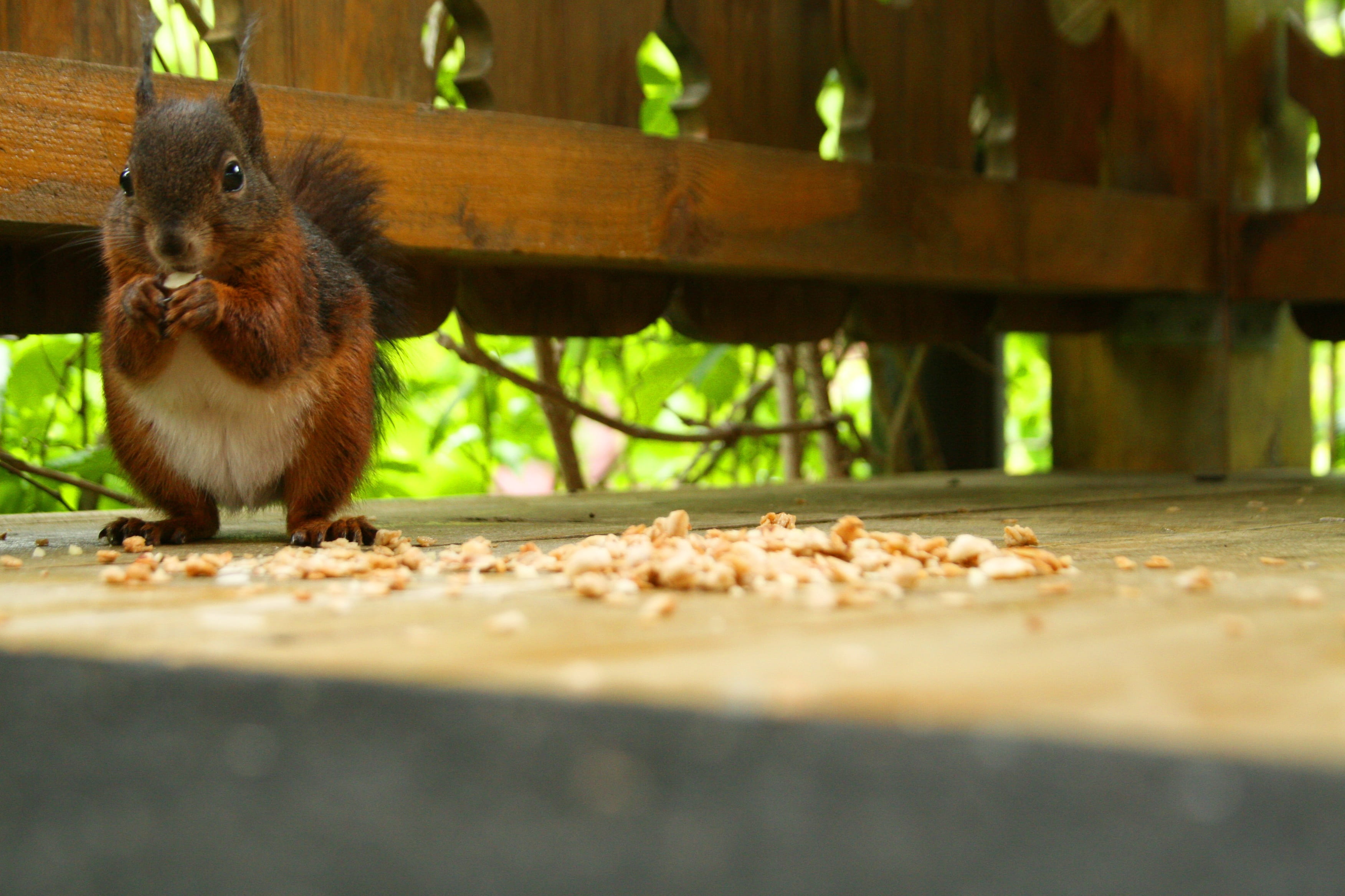 one animal, vertebrate, mammal, squirrel, verifiable kitten, animal wildlife, wood - material, selective focus, food, outdoors, close-up, food and drink, HD Wallpaper
