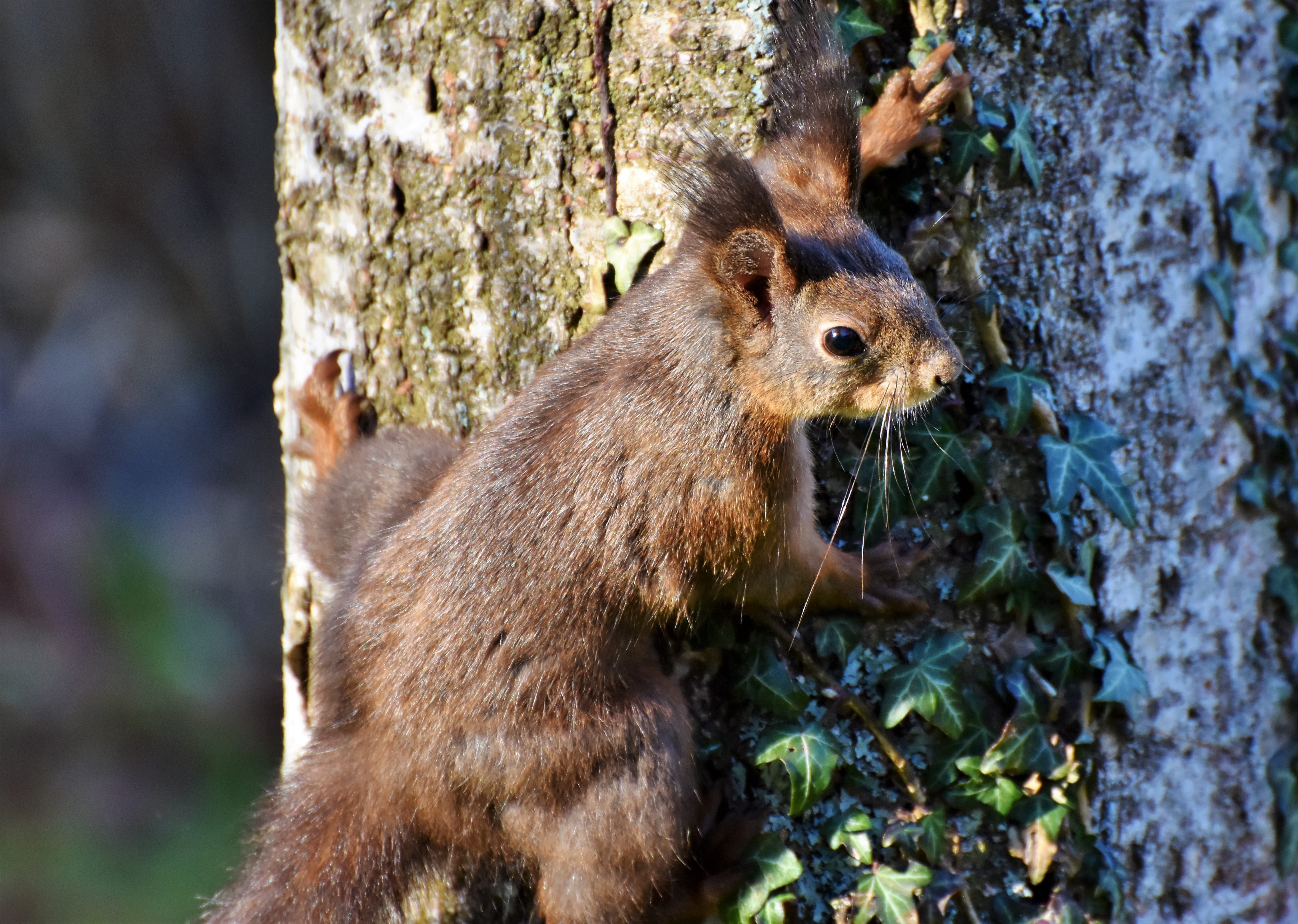 cute, vertebrate, tree, whisker, trunk, outdoors, forest, animal, possierlich, no people, brown, plant, 4K, close-up, one animal, nest robbers, day, animal wildlife, HD Wallpaper