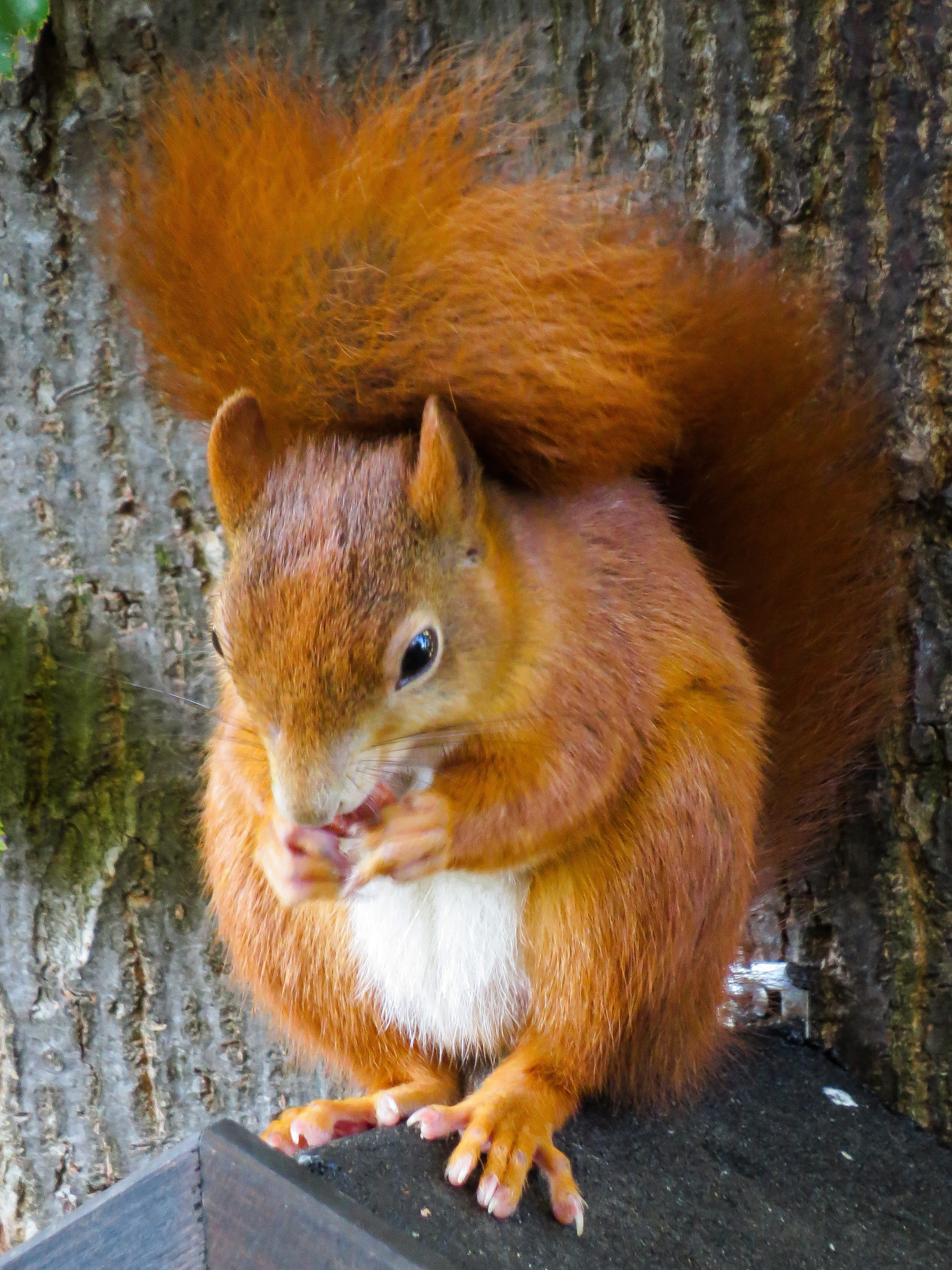 animal wildlife, mammal, outdoors, nut, animal themes, day, wood - material, possierlich, 4K, hunger, ears, rodent, squirrel, verifiable kitten, animals in the wild, Phone HD Wallpaper
