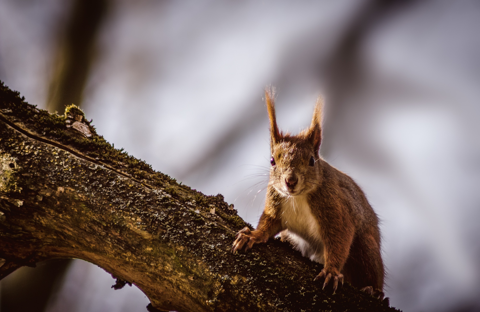 mammal, nager, wildlife photography, squirrel, 1080P, animals, creature, forest, portrait, branch, chipmunk, tree, focus on foreground, animals in the wild, HD Wallpaper