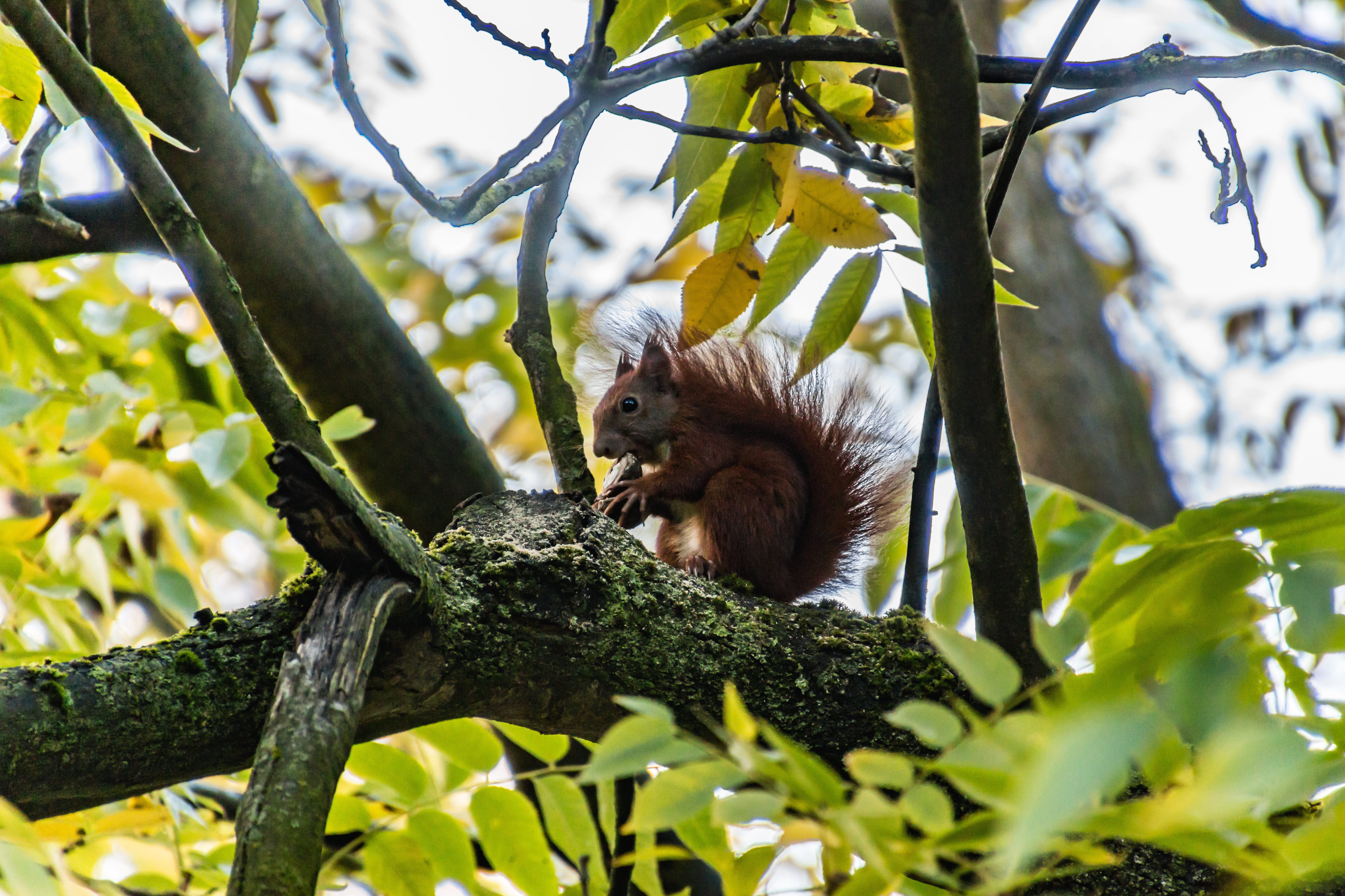 autumn, nager, branch, 5K, cute, squirrel, mammal, nature, low angle view, no people, tree, primate, plant part, rodent, animal world, one animal, plant, HD Wallpaper