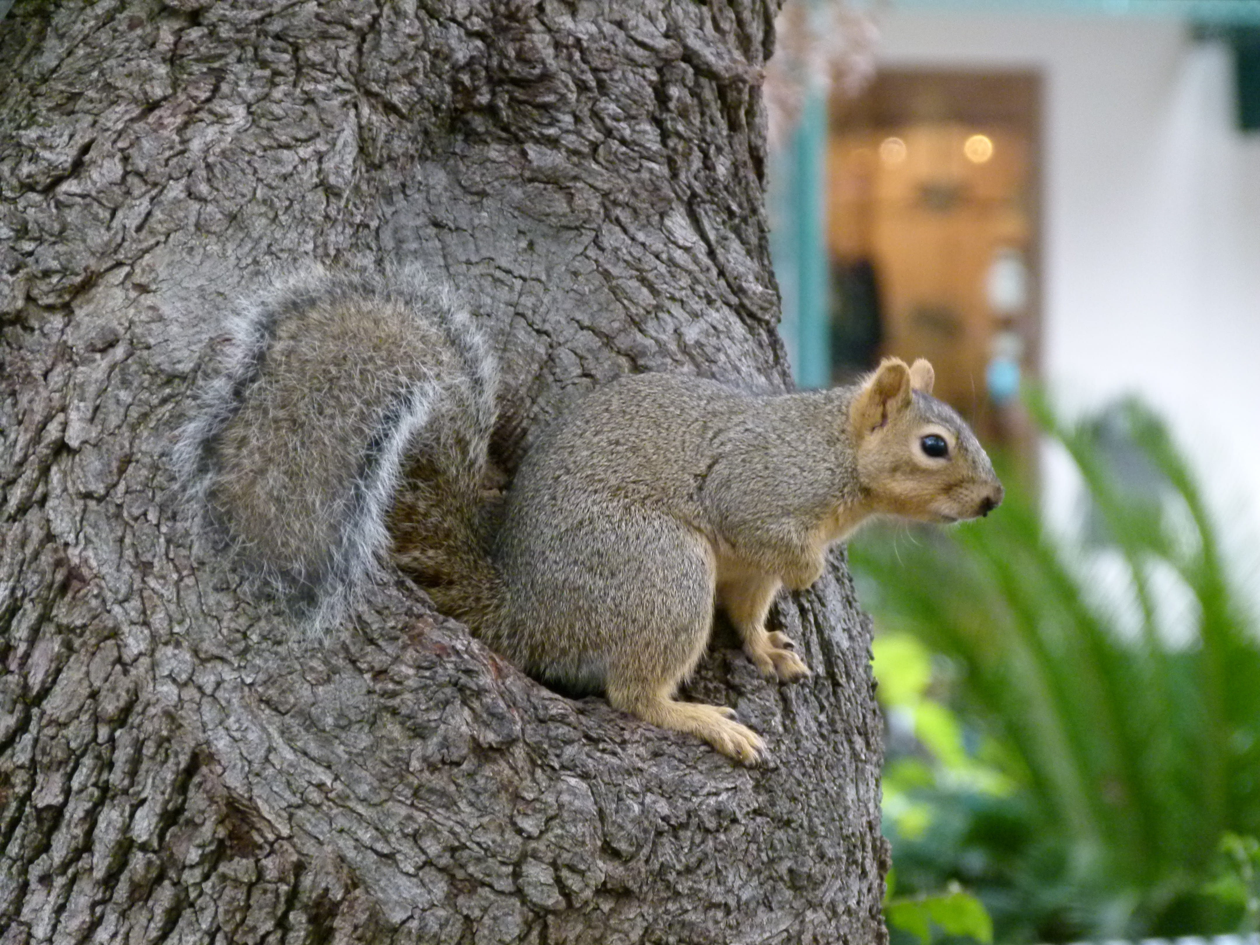 no people, squirrel, 4K, tree trunk, animal themes, mammal, plant, day, trunk, animal wildlife, verifiable kitten, close-up, vertebrate, animal head, outdoors, HD Wallpaper