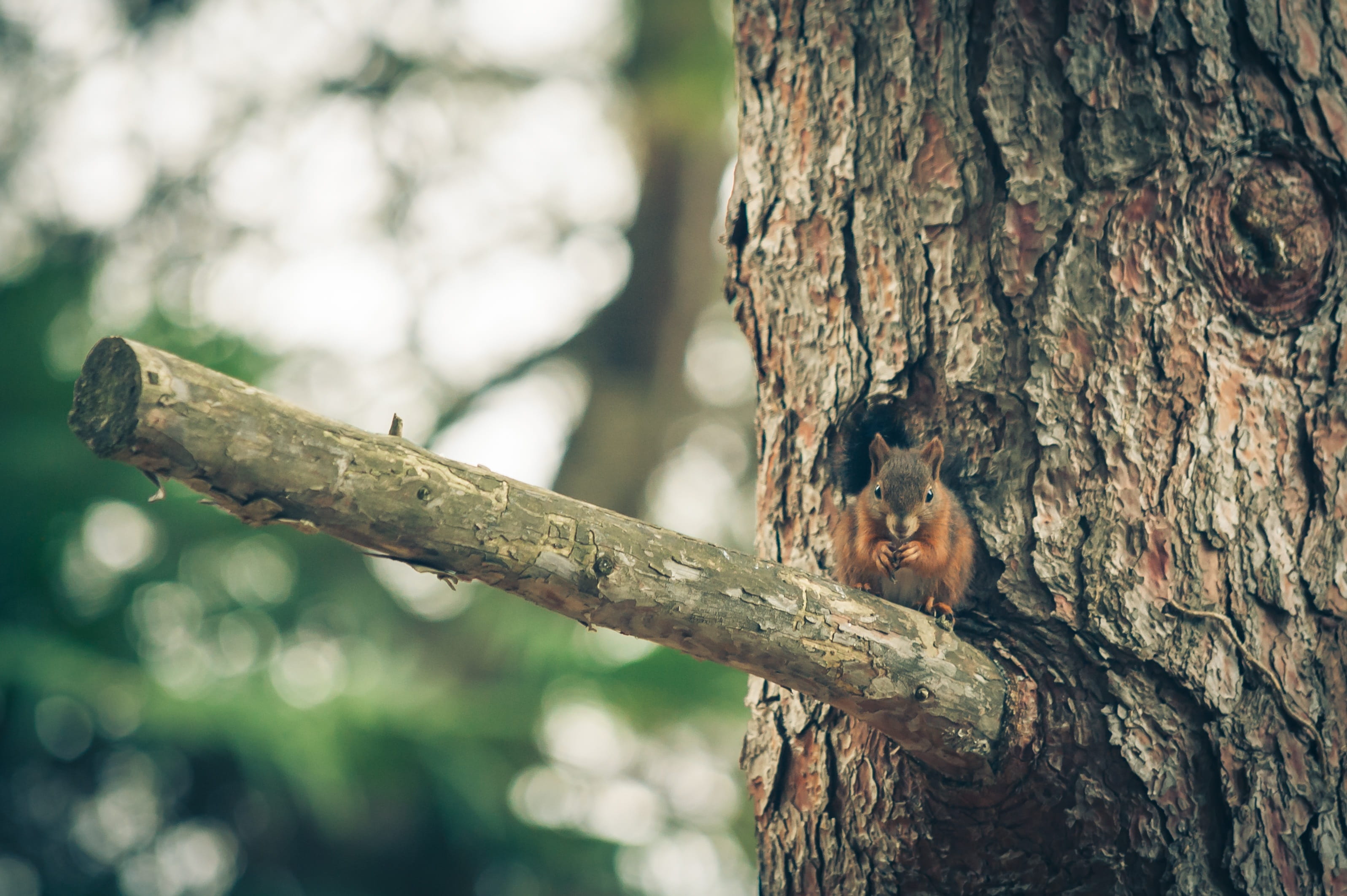 animals in the wild, squirrel, animal wildlife, furry, animal world, cute, branch, outside, plant bark, nature, 2K, wildlife, lichen, no people, animal, HD Wallpaper