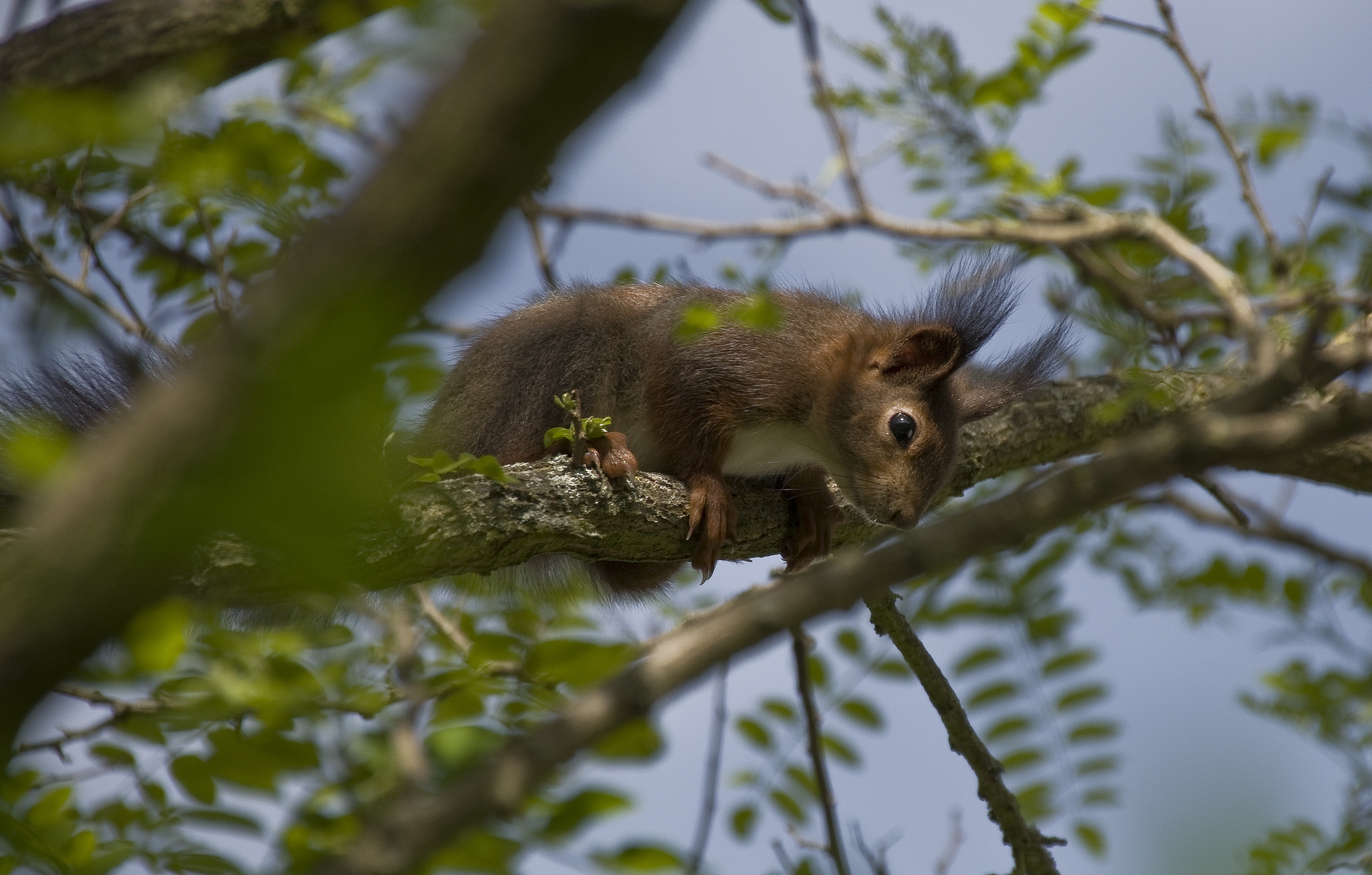nature, plant part, nest robbers, plant, squirrel, leaf, vertebrate, day, animal, animals in the wild, low angle view, rodent, outdoors, 2K, tree, branch, HD Wallpaper