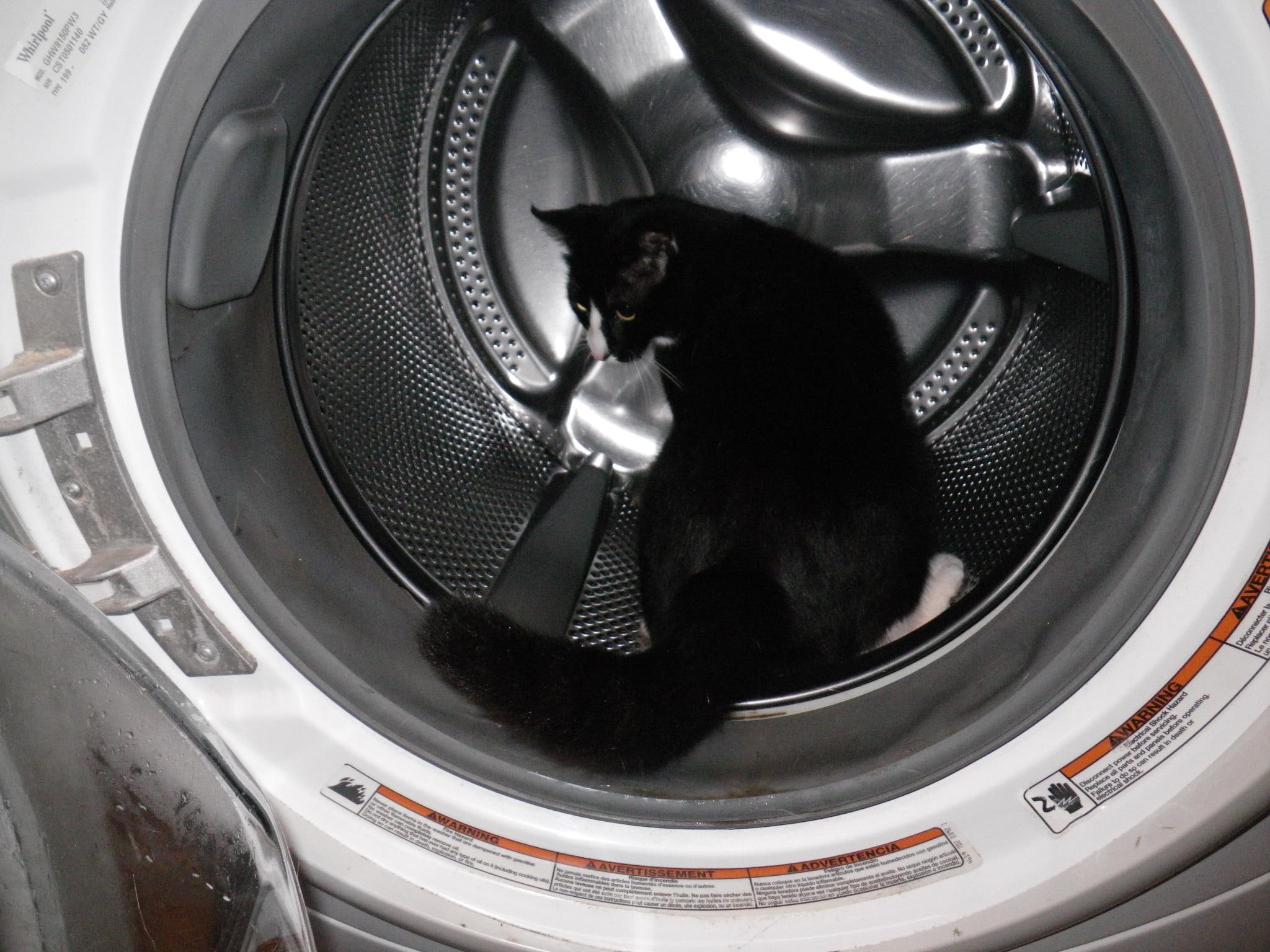 curiosity, cat in washer, 1080P, inspecter, cat, black, tabby, black cat, white, animals, la, spin kitty, HD Wallpaper